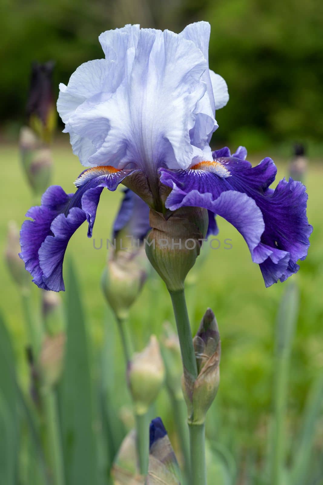 German iris (Iris barbata), close up image of the flower head