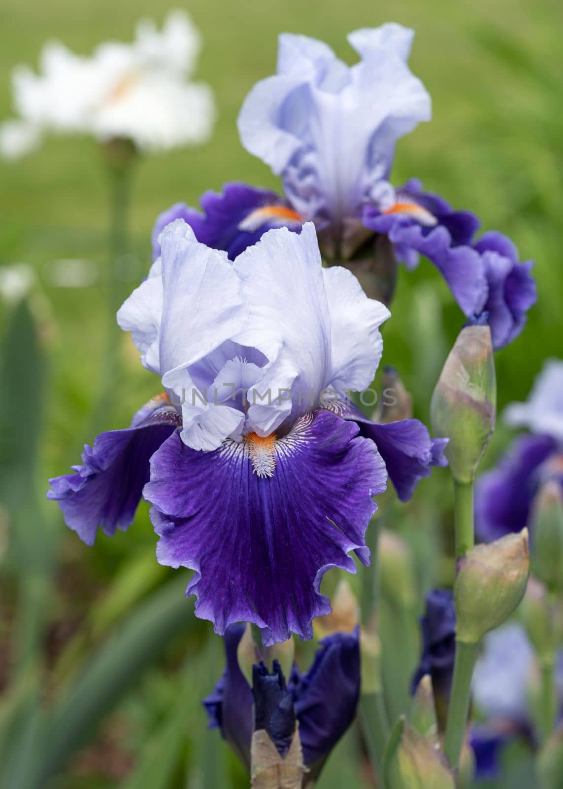 German iris, Iris barbata by alfotokunst