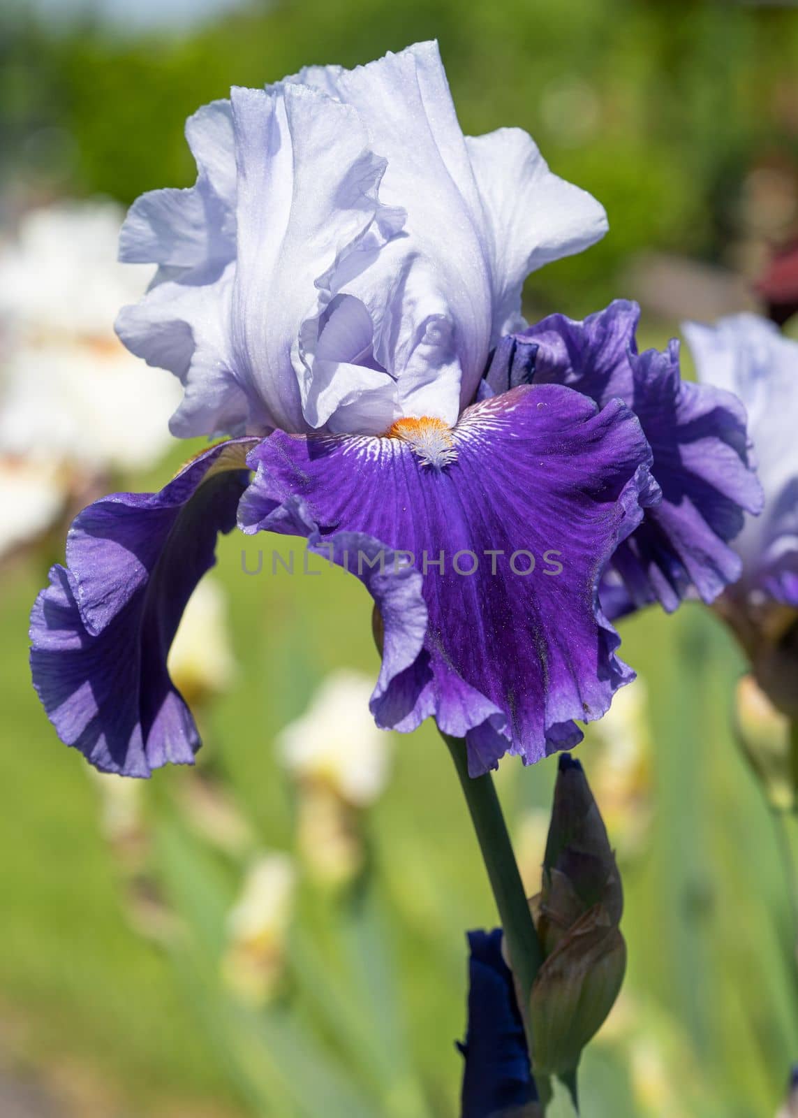 German iris (Iris barbata), close up image of the flower head