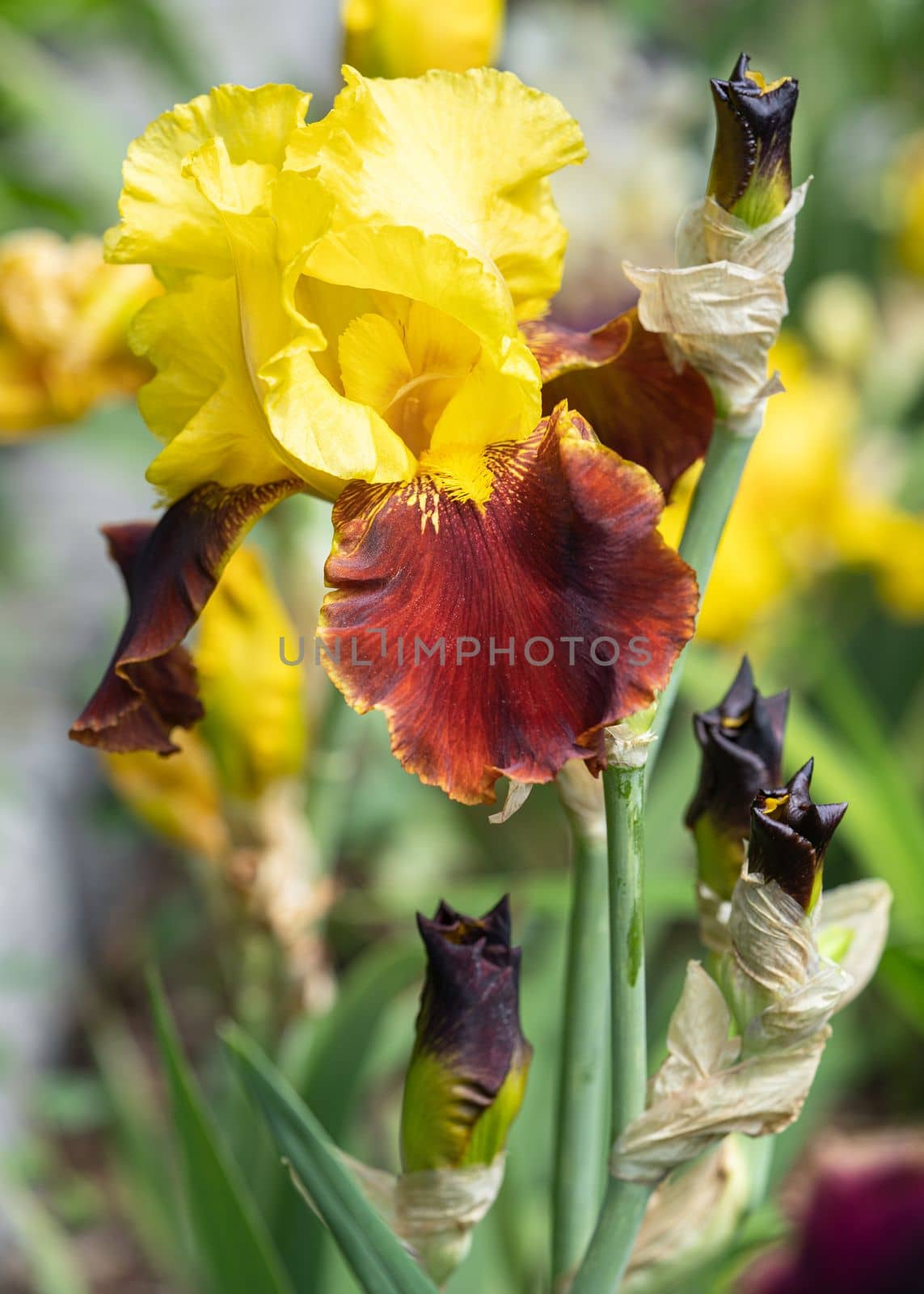 German iris (Iris barbata), close up image of the flower head