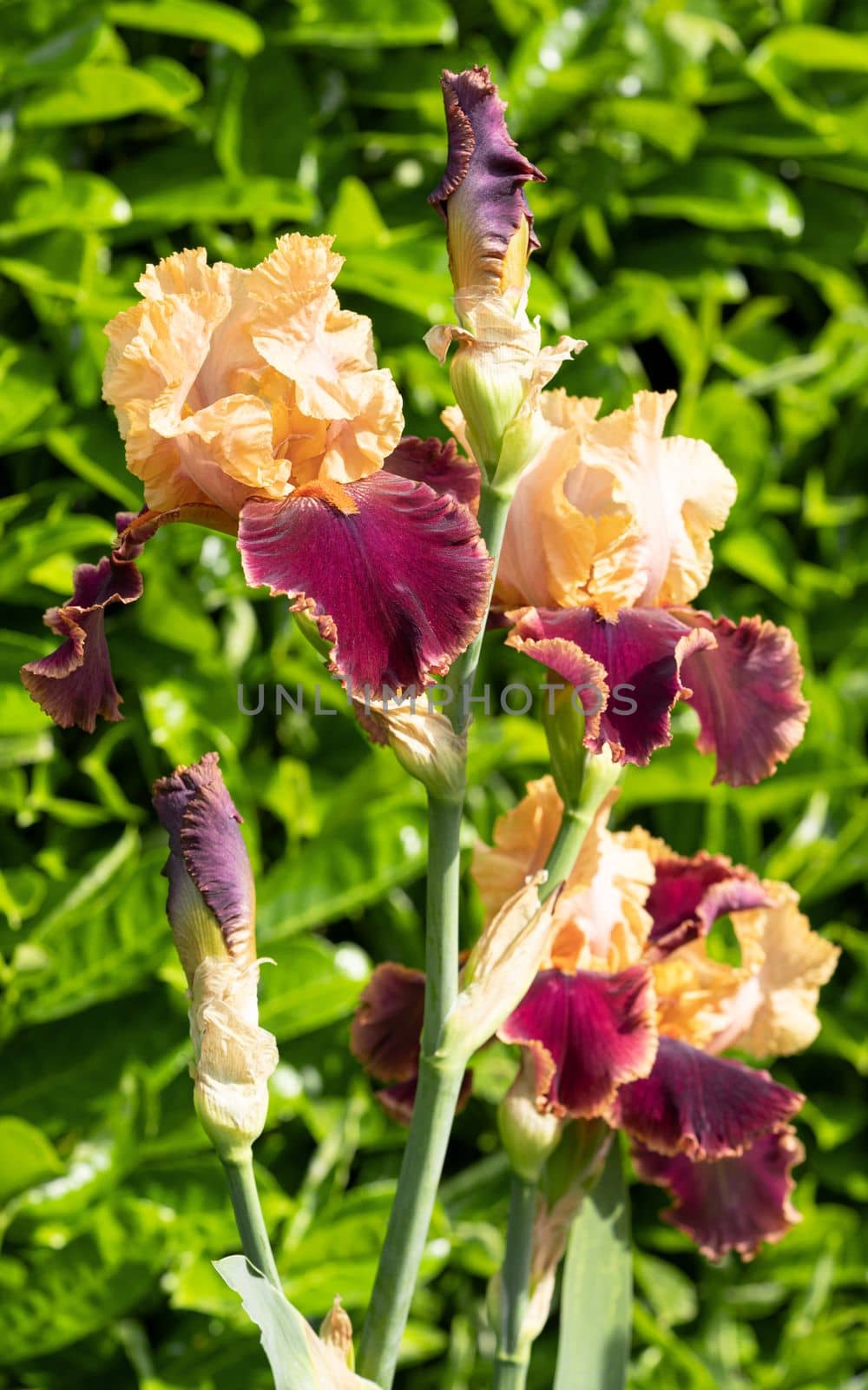 German iris (Iris barbata), close up image of the flower head