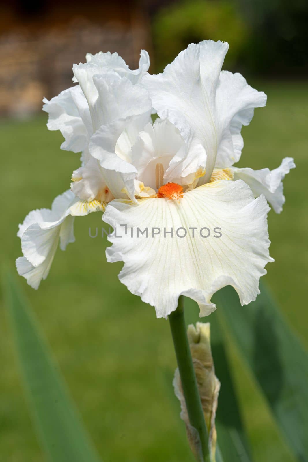 German iris, Iris barbata by alfotokunst