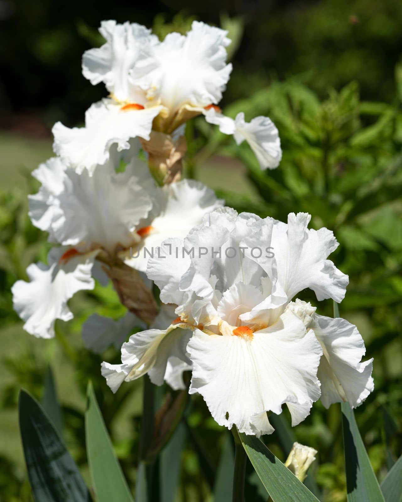 German iris (Iris barbata), close up image of the flower head