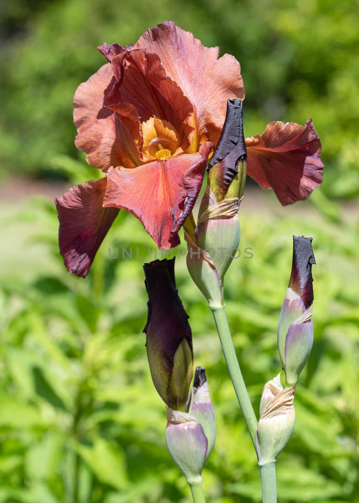 German iris (Iris barbata), close up image of the flower head