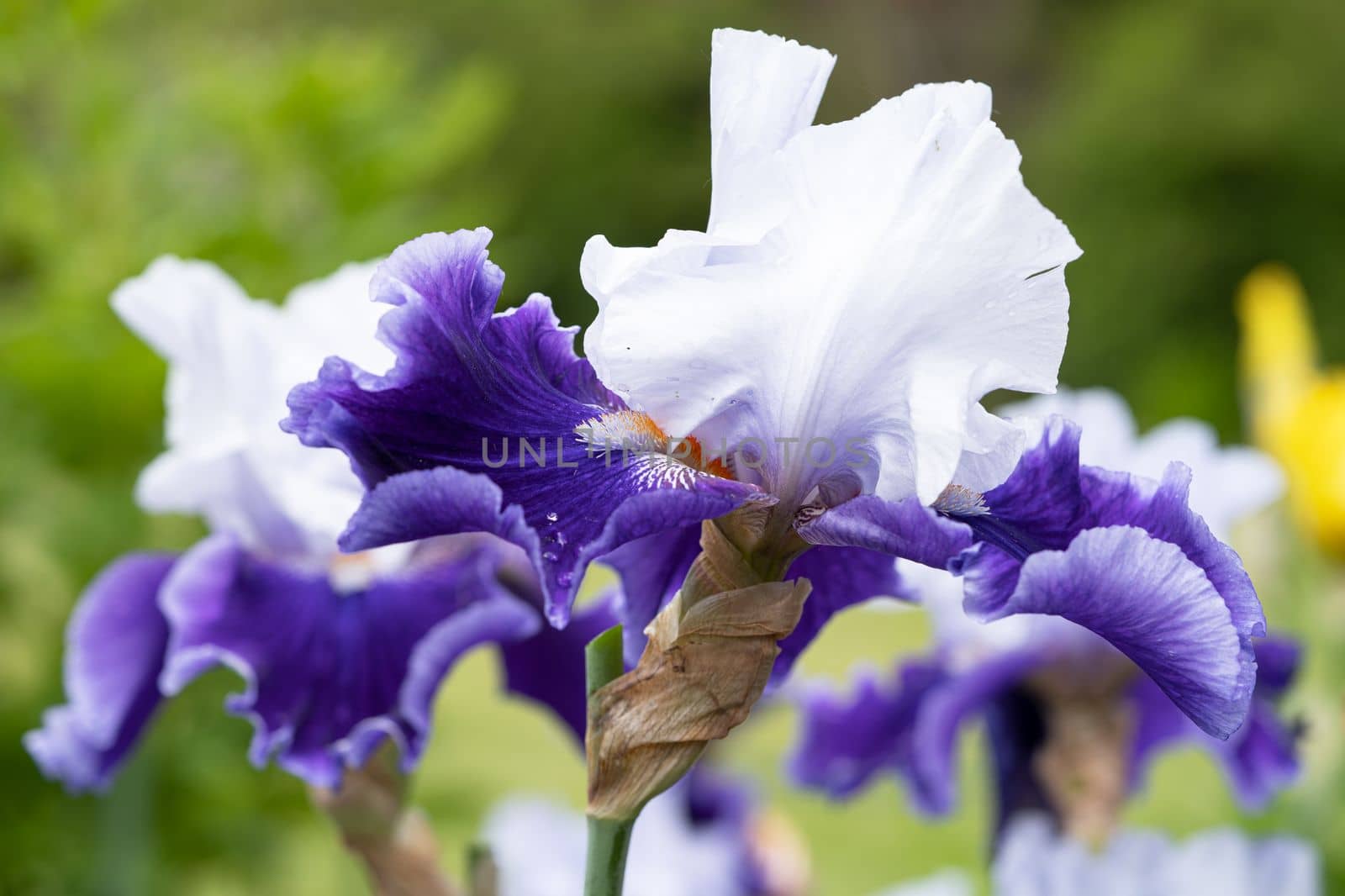 German iris (Iris barbata), close up image of the flower head