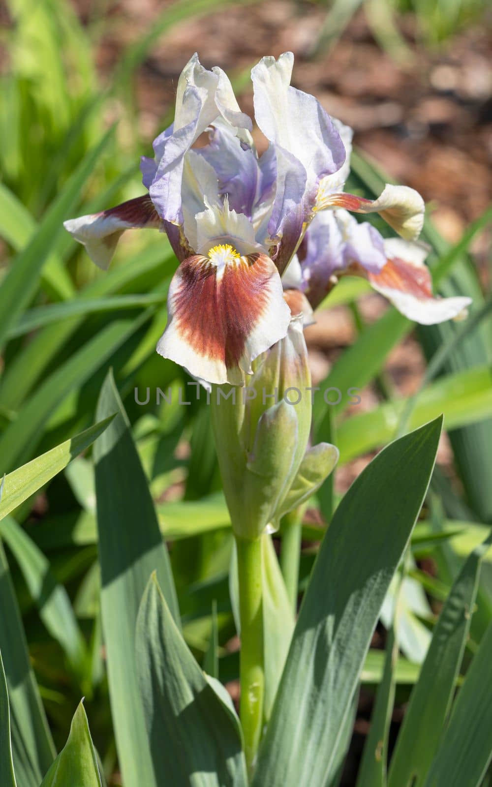 German iris (Iris barbata-nana), close up of the flower head