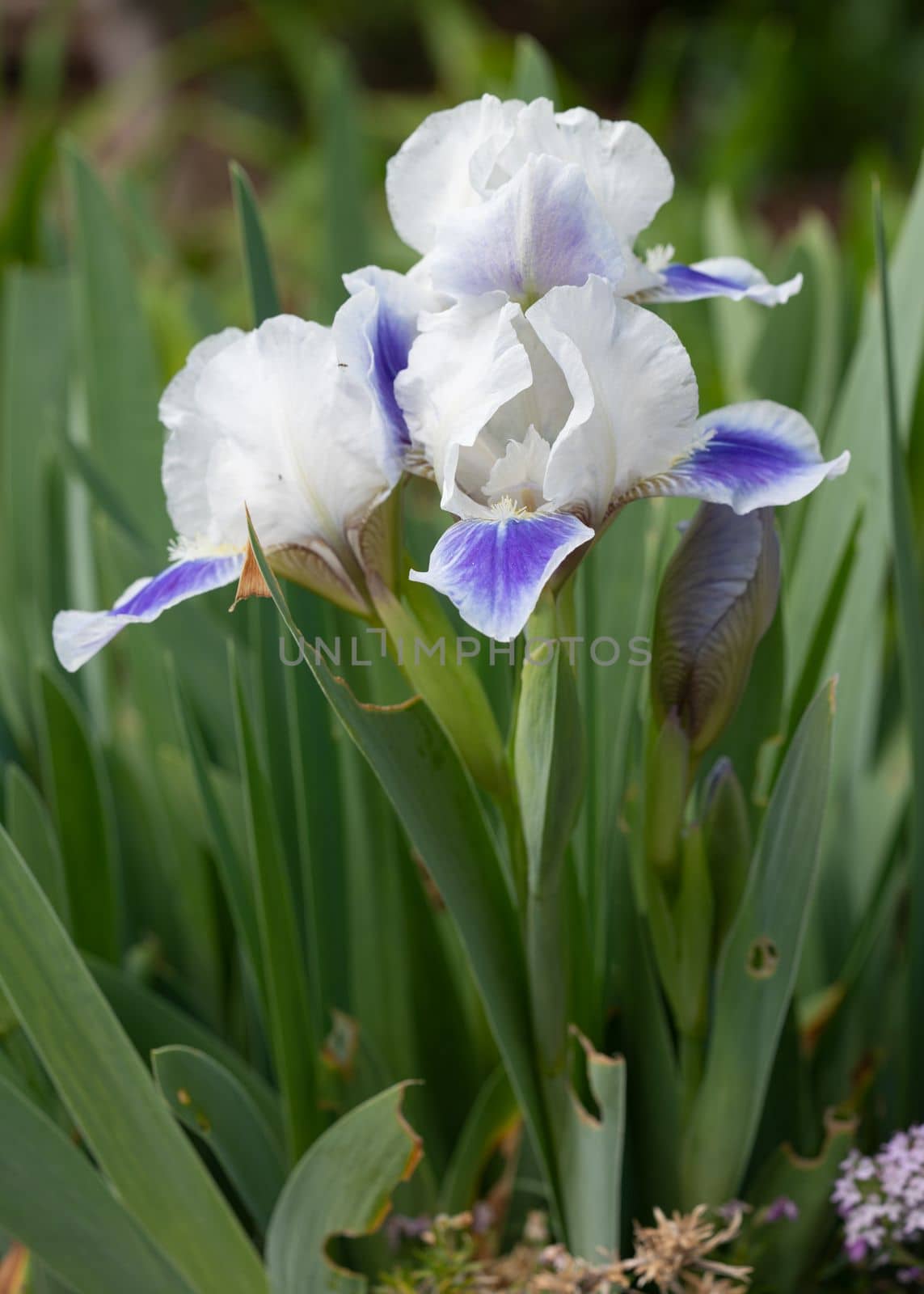 German iris (Iris barbata-nana), close up of the flower head