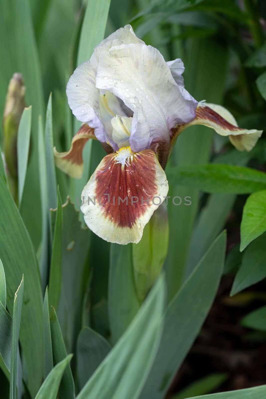 German iris (Iris barbata-nana), close up of the flower head