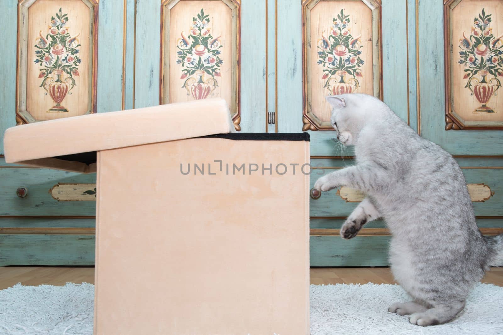 gray scottish kitten wants to get into the laundry box, pet in the room, Curious cat explores new territories, High quality photo