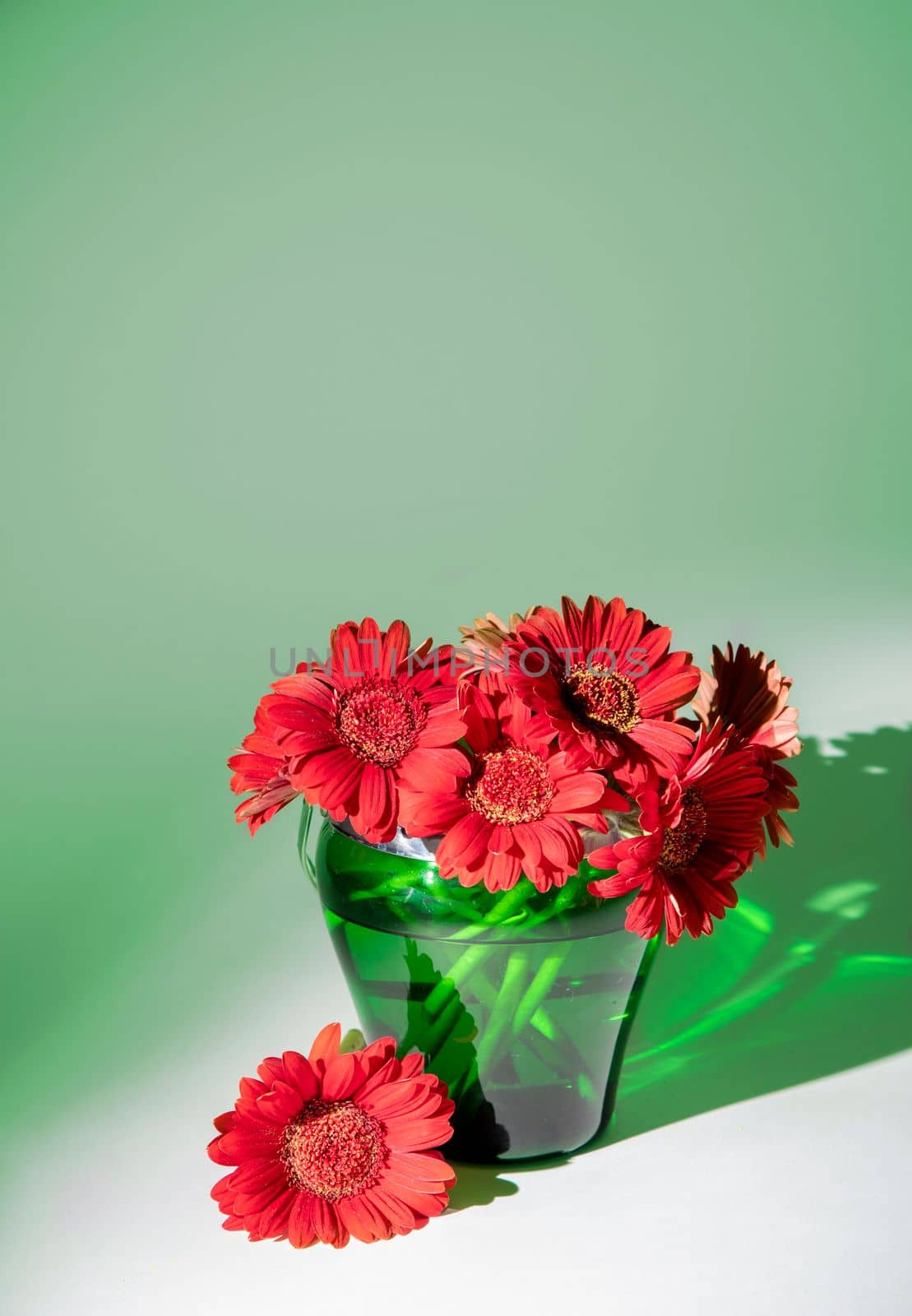 bright red gerberas in green vase in the rays of multi-colored color still life by KaterinaDalemans