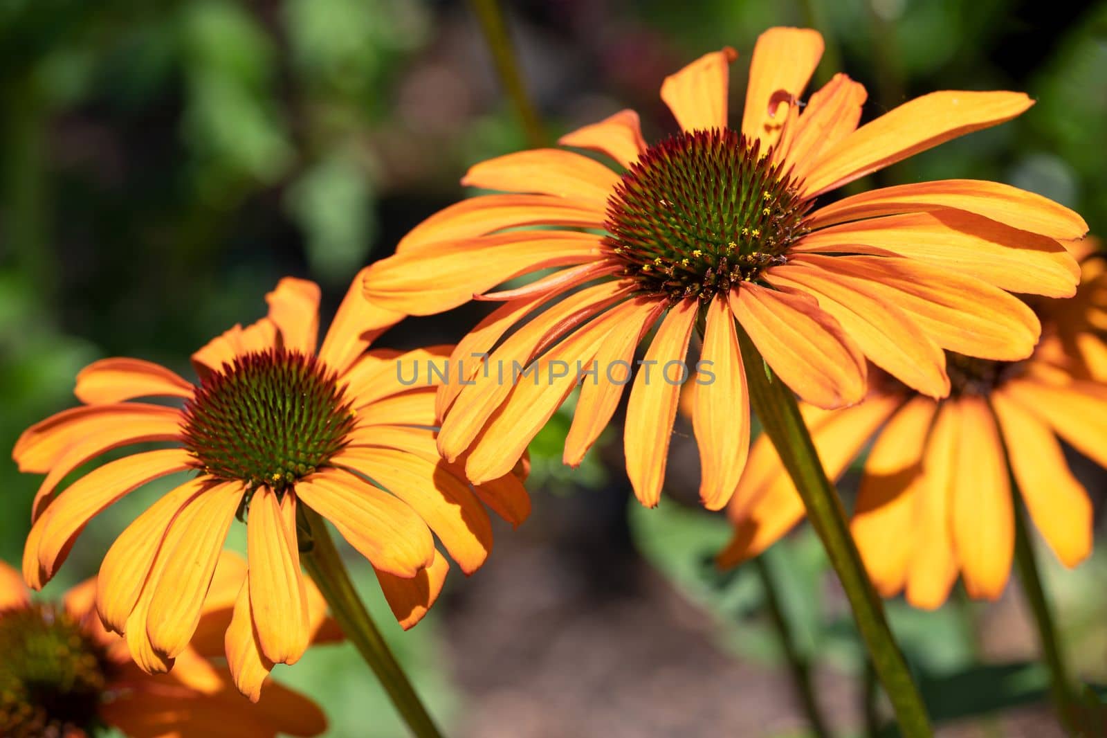 Coneflower, Echinacea purpurea by alfotokunst