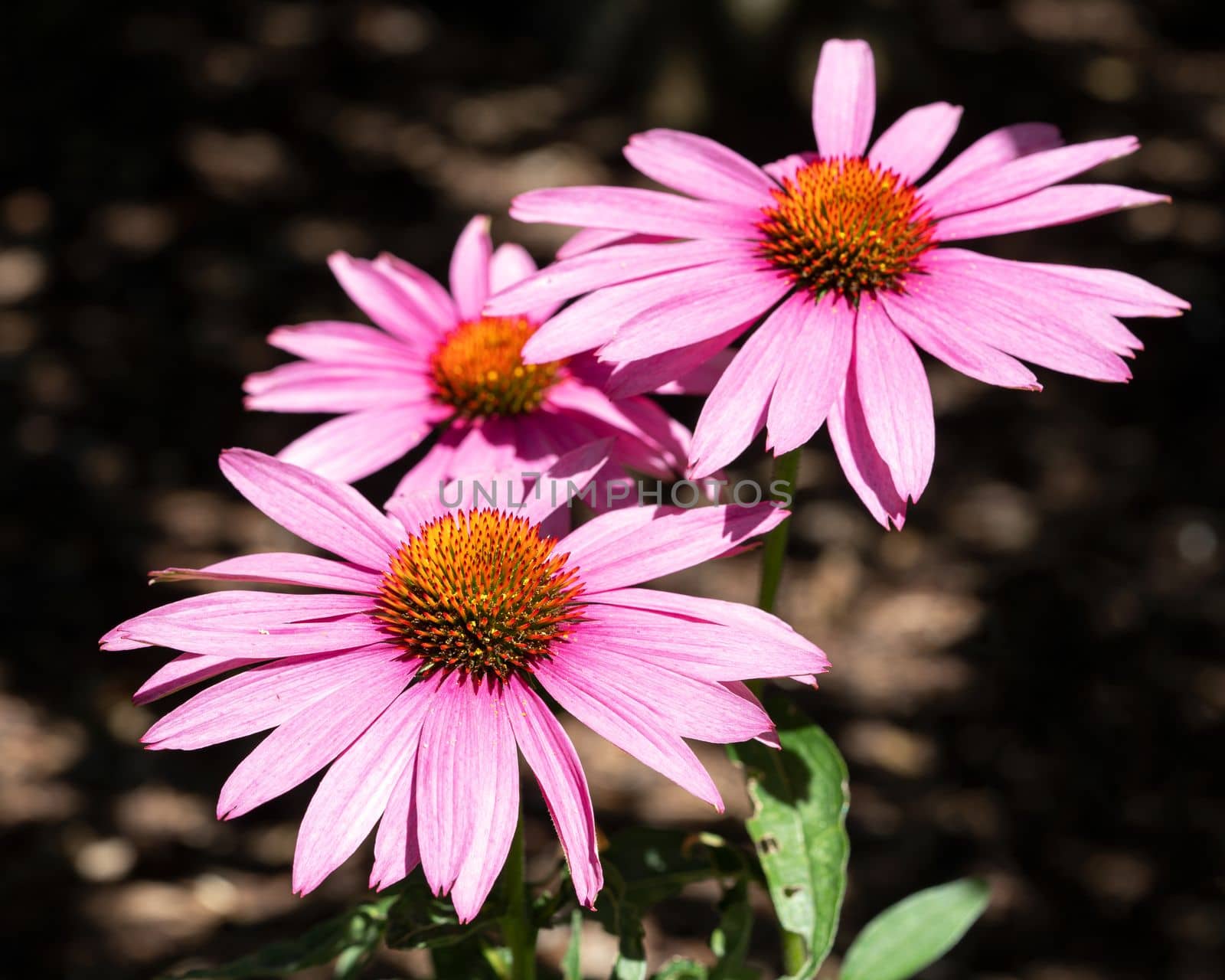 Coneflower, Echinacea purpurea by alfotokunst