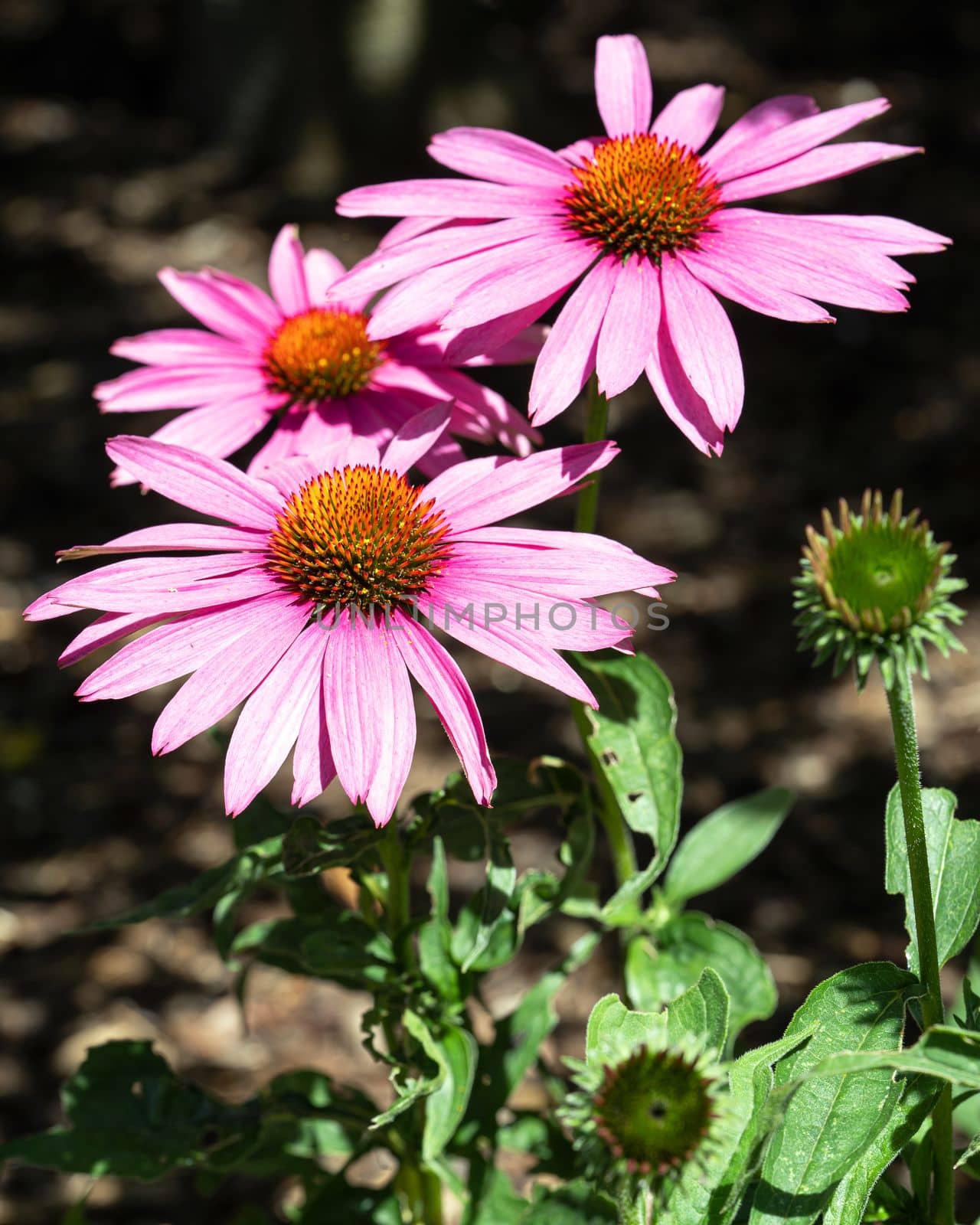 Coneflower, Echinacea purpurea by alfotokunst