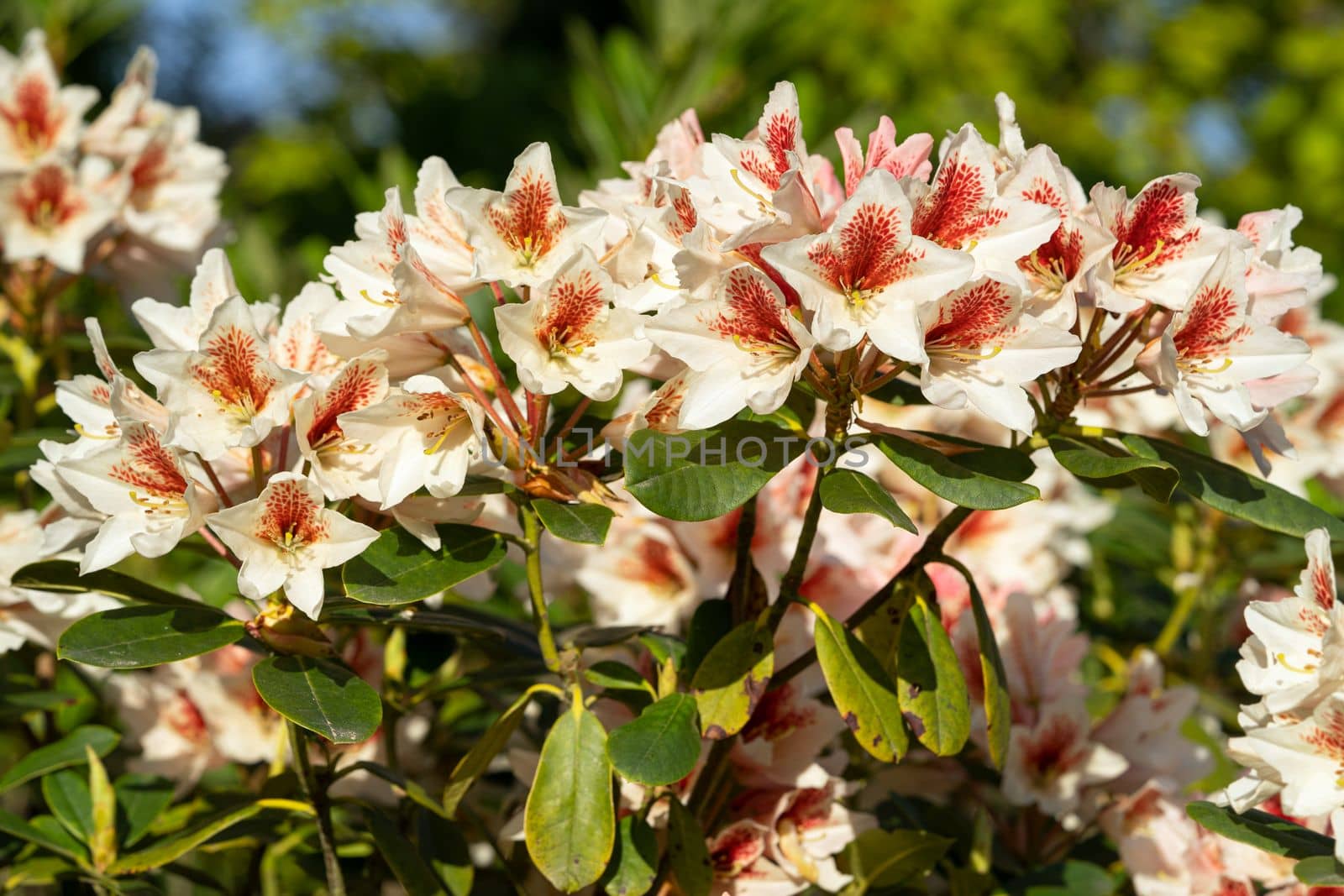 Rhododendron Hybrid (Rhododendron hybrid), close up of the flower head in sunshine