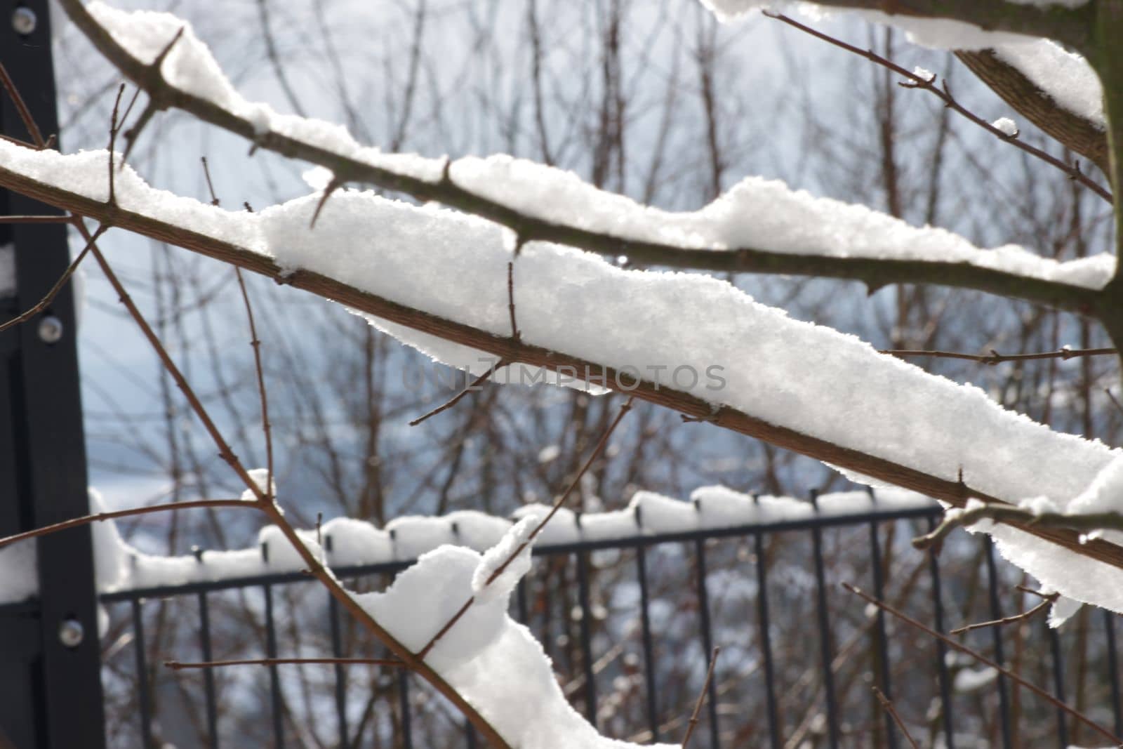 Winter Tree, lots of snow covers branches. Seasonal winter background with copy space High quality photo