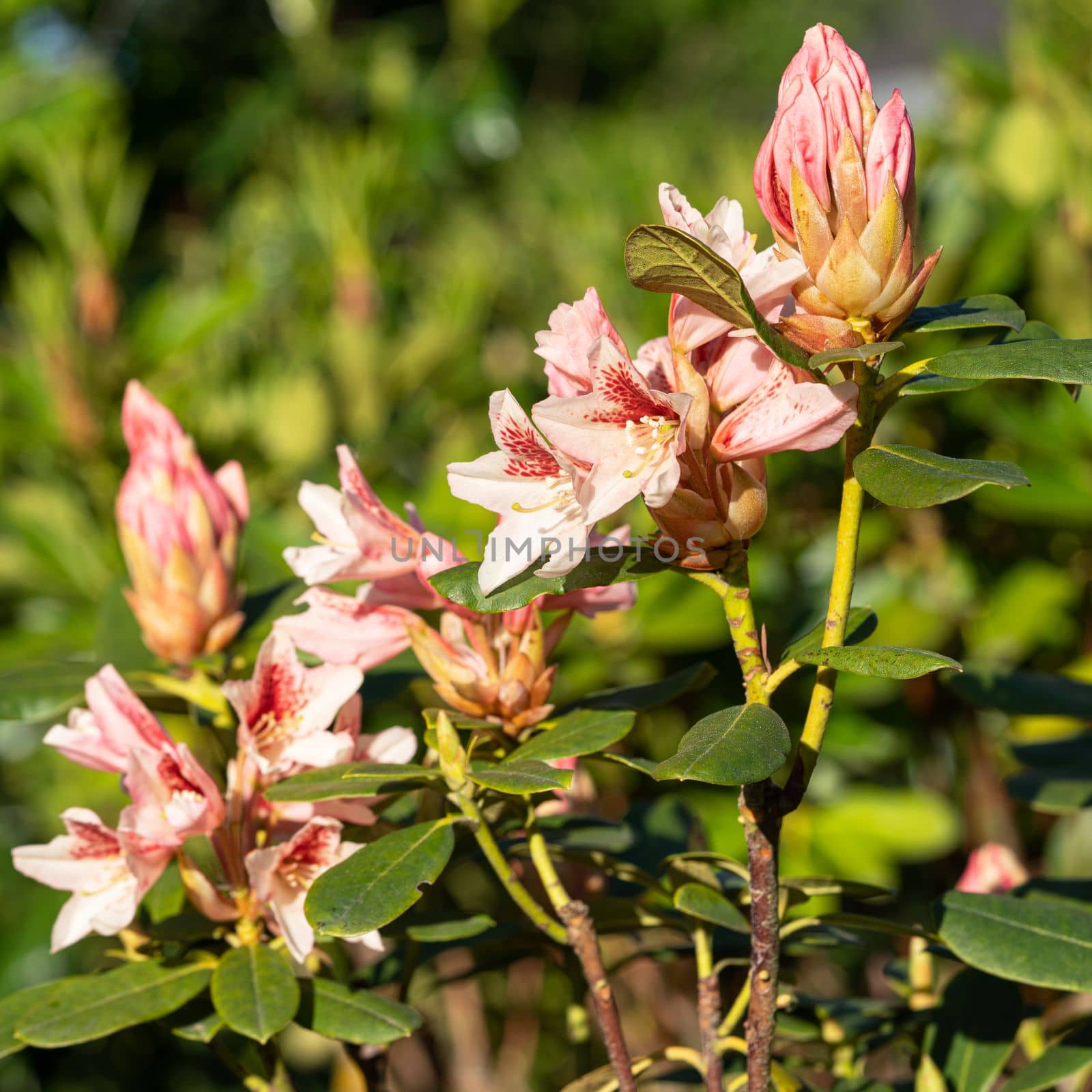 Rhododendron Hybrid (Rhododendron hybrid), close up of the flower head in sunshine