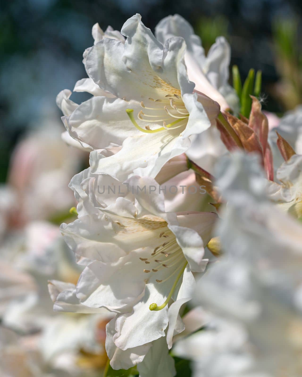 Rhododendron Hybrid (Rhododendron hybrid), close up of the flower head in sunshine