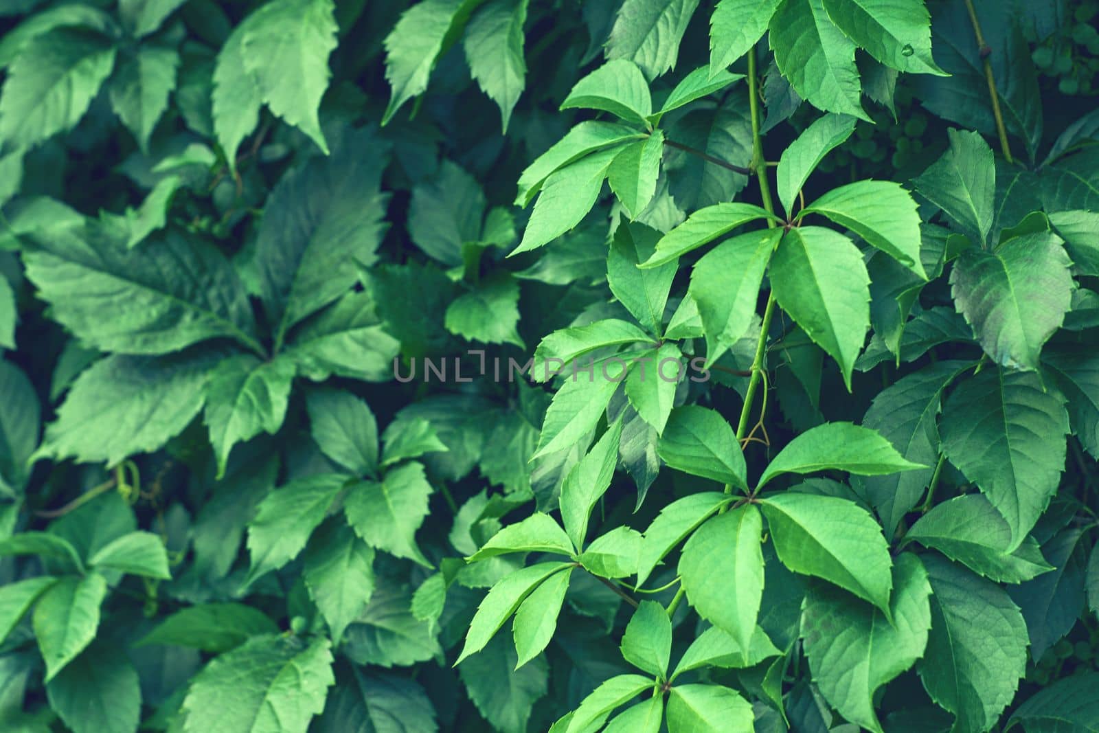 Parthenocissus leaves green natural background. Green grape leaves on the wall close-up. Wild grapes. Selective focus.