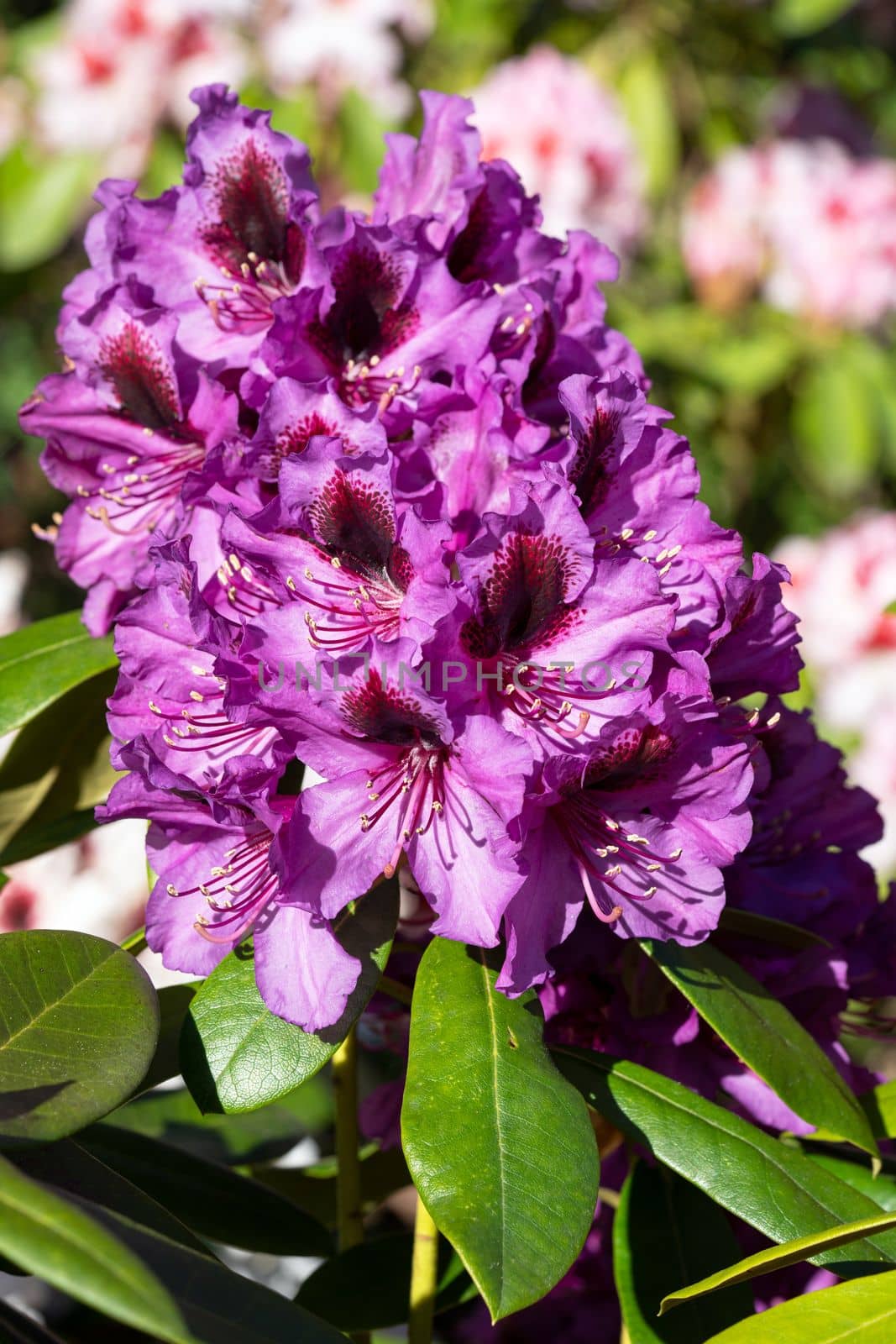 Rhododendron Hybrid (Rhododendron hybrid), close up of the flower head in sunshine