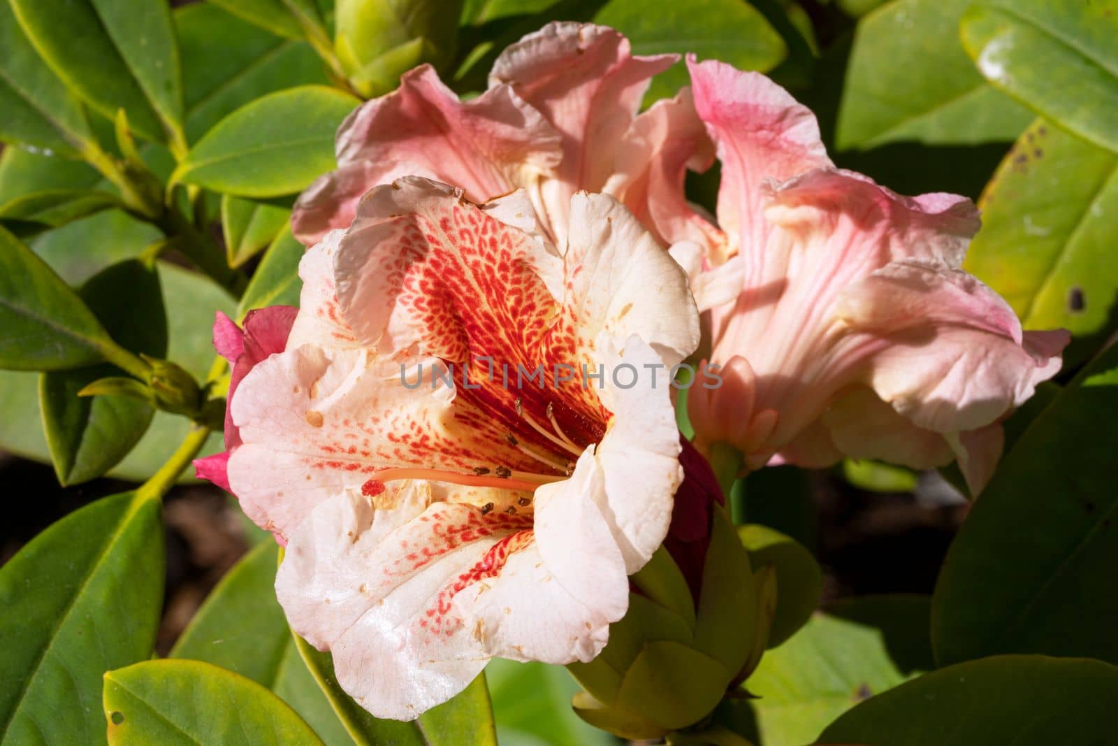 Rhododendron Hybrid (Rhododendron hybrid), close up of the flower head in sunshine