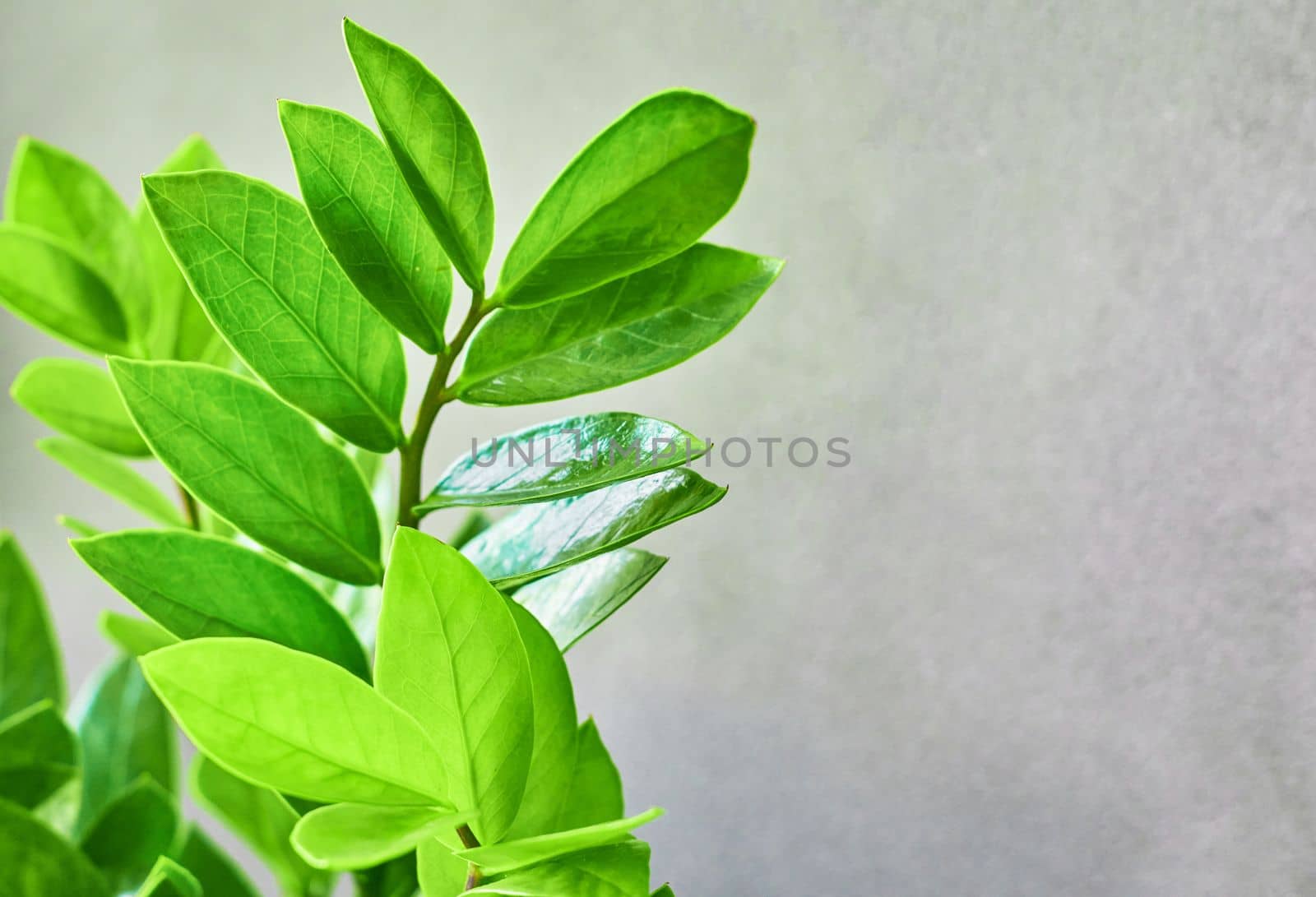 Zamioculcas zamifolia - dollar tree. Tropical ornamental house plant. Home plant growing. The decor of the room