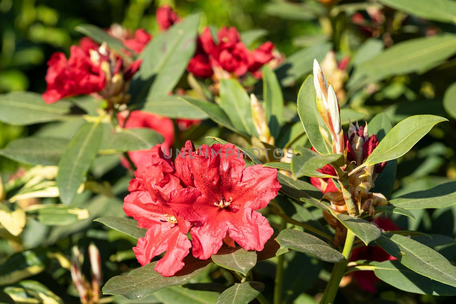 Rhododendron Hybrid (Rhododendron hybrid), close up of the flower head in sunshine