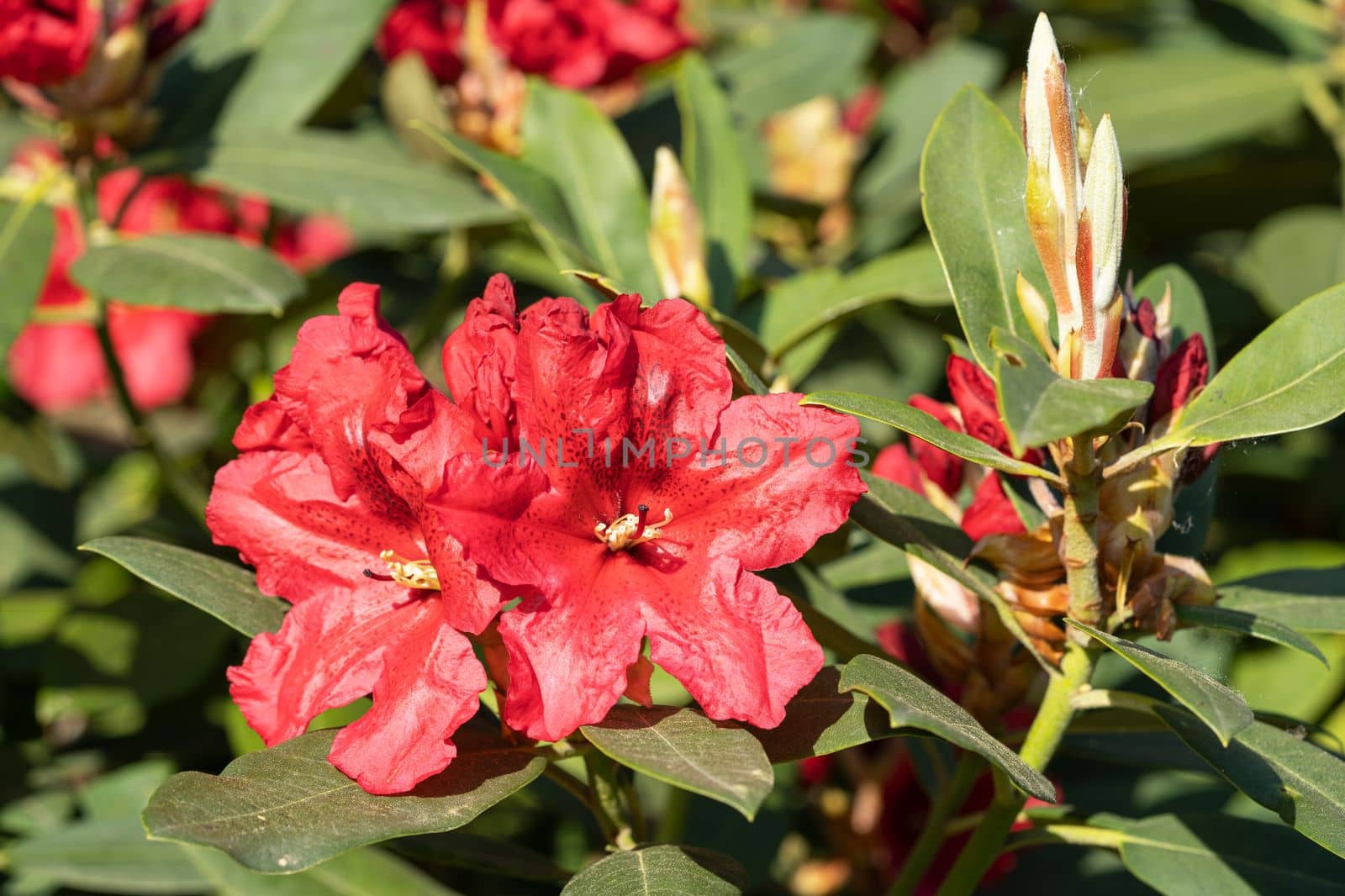 Rhododendron Hybrid (Rhododendron hybrid), close up of the flower head in sunshine