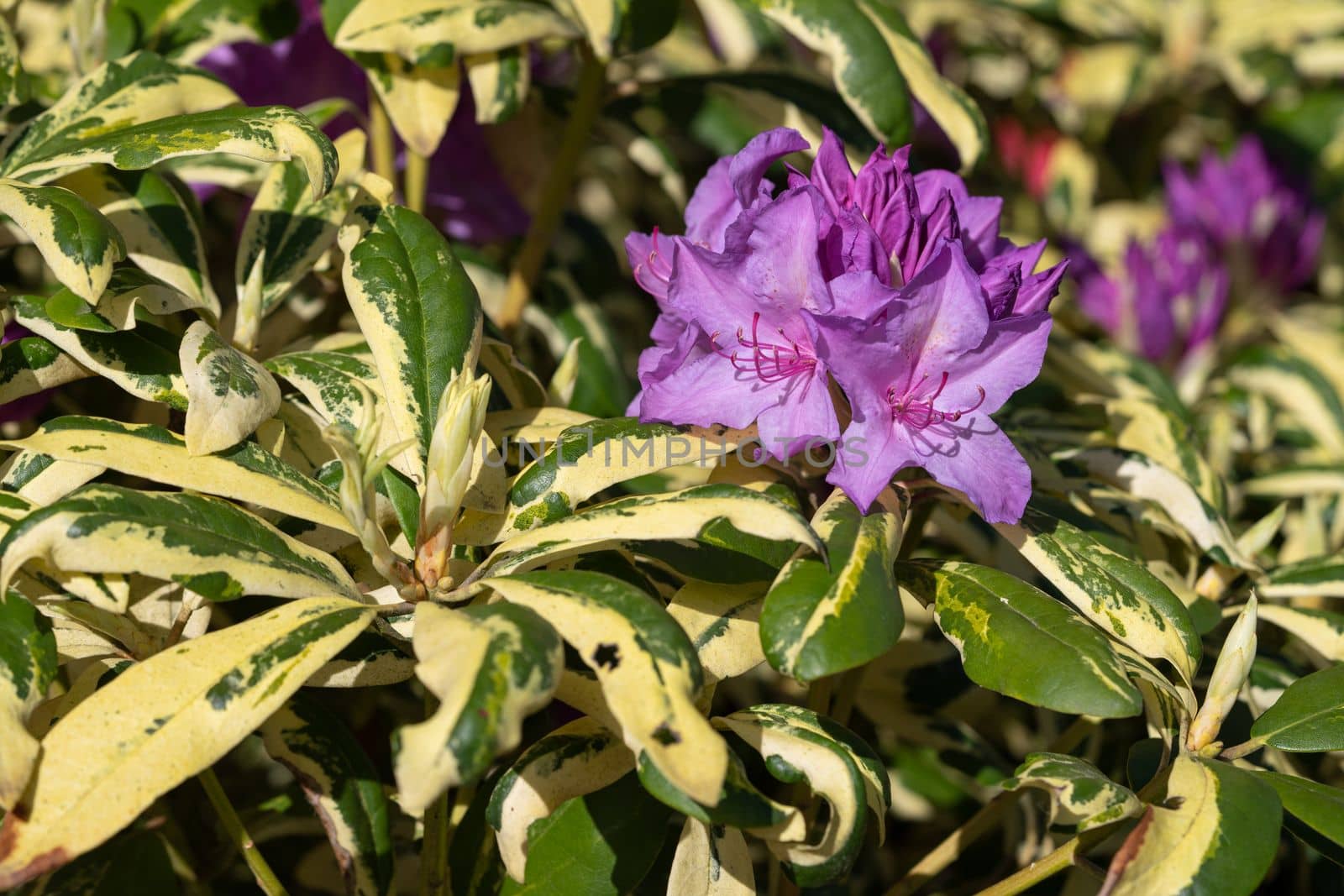 Rhododendron Hybrid (Rhododendron hybrid), close up of the flower head in sunshine