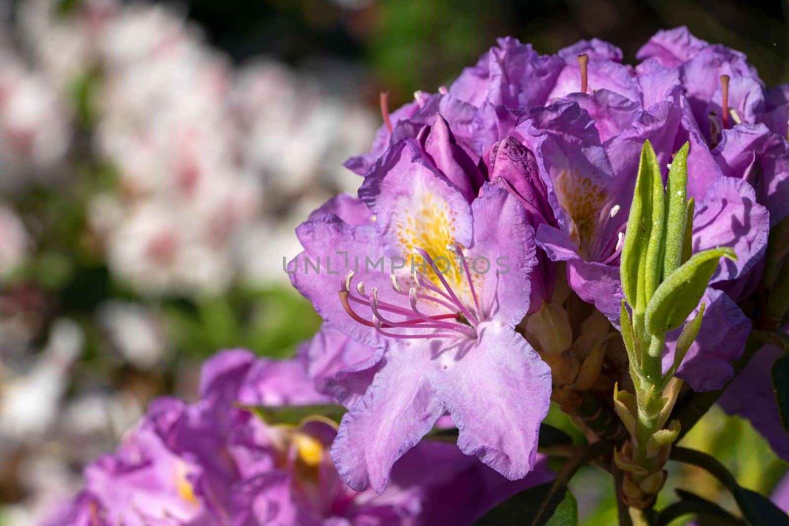 Rhododendron Hybrid (Rhododendron hybrid), close up of the flower head in sunshine