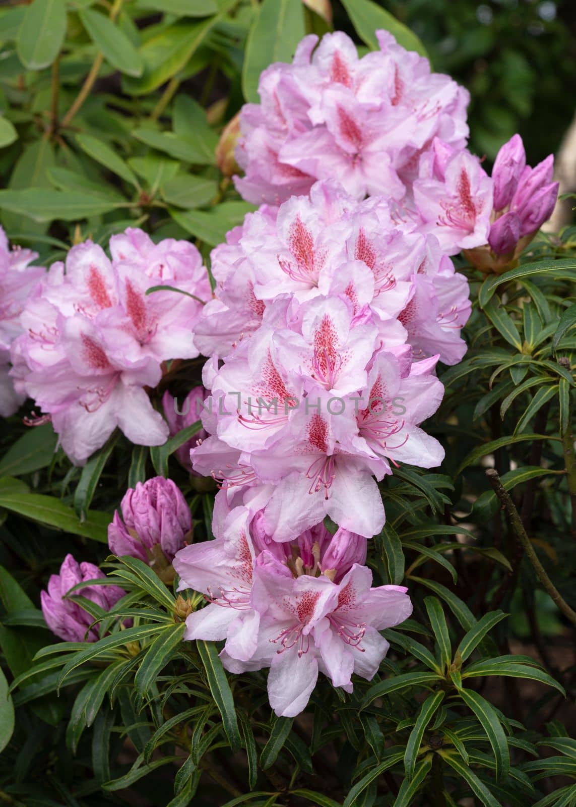 Rhododendron Ponticum Filigran (Rhododendron Ponticum)