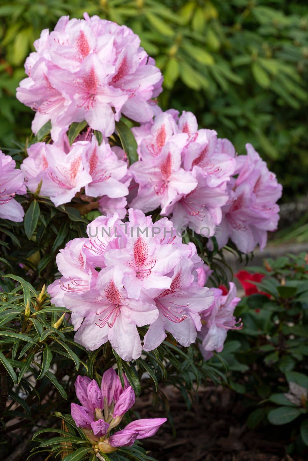 Rhododendron Ponticum Filigran (Rhododendron Ponticum)