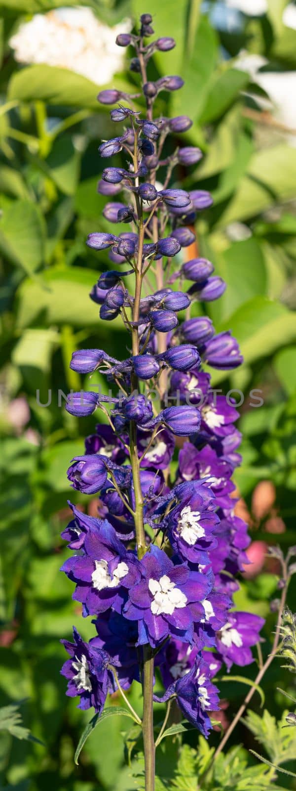 Candle larkspur, Delphinium elatum by alfotokunst