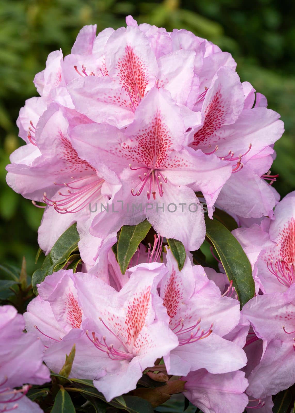 Rhododendron Ponticum Filigran, Rhododendron Ponticum by alfotokunst