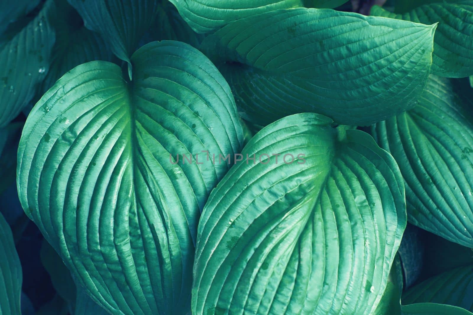 Hosta sieboldiana green leaf texture. Leaves texture background. Creative layout of green leaves. Nature background. High quality photo
