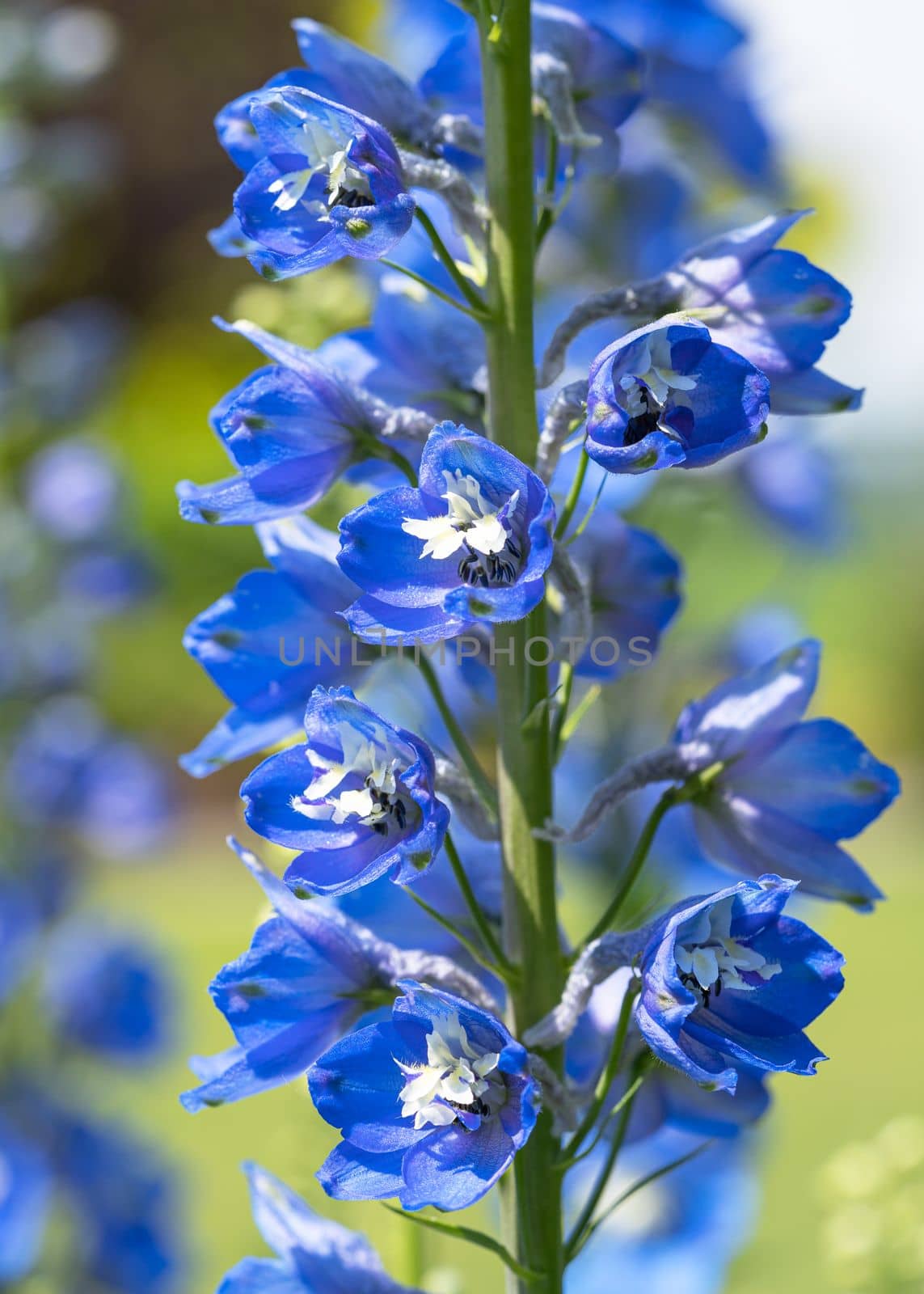 Candle larkspur (Delphinium elatum), close up of the flower head