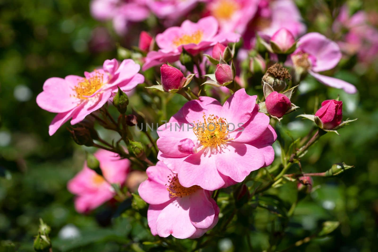 Close up image of rose blossom, bee-friendly flower of summer