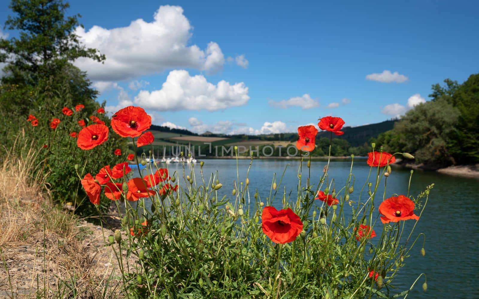 Panoramic image of Lake Diemel with blooming poppies in the foreground, Sauerland, Germany