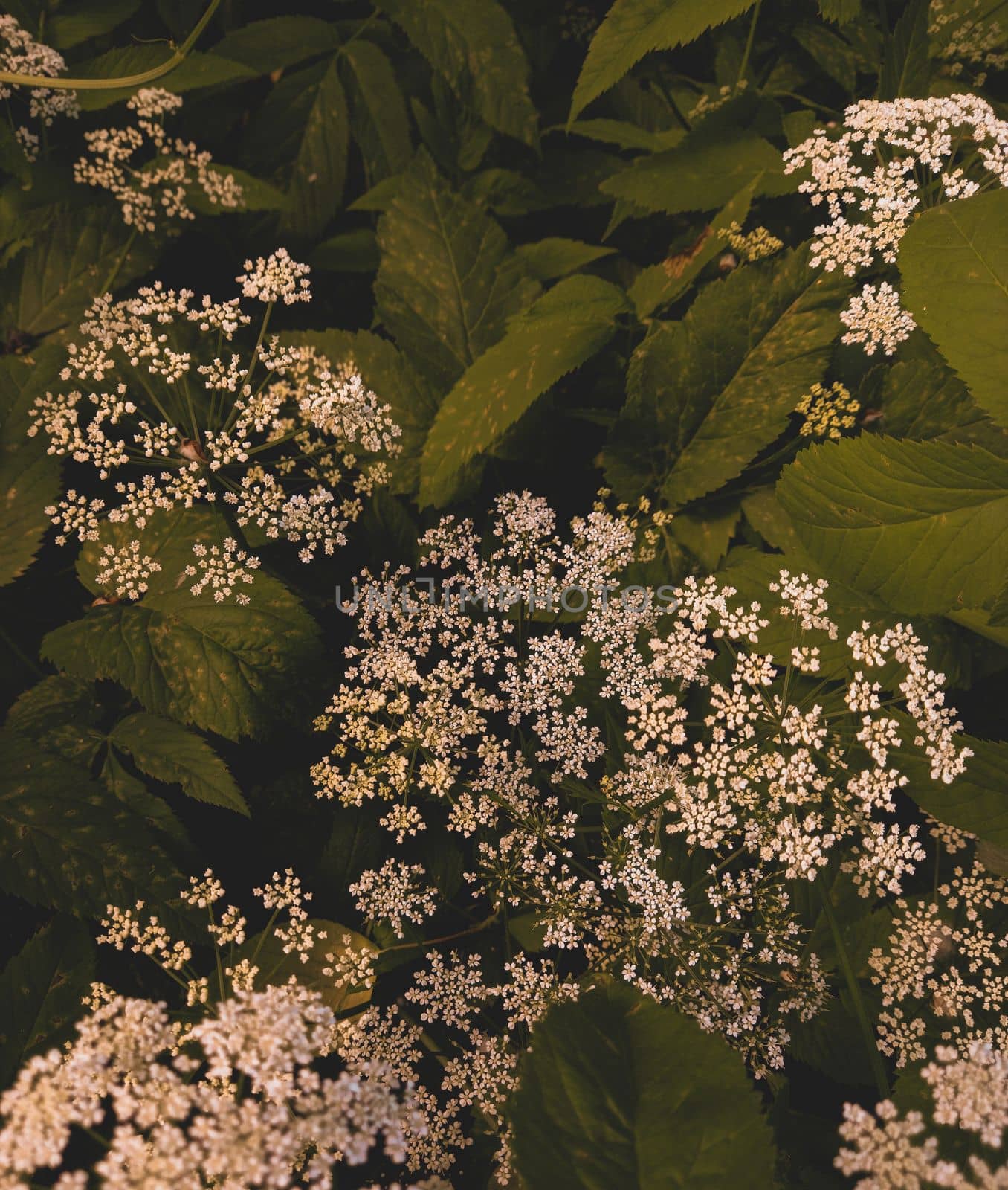 Green Hemlock flowers and leaves nature background. Nature hemlock background. Green hemlock foliage texture, leaf nature background. High quality photo