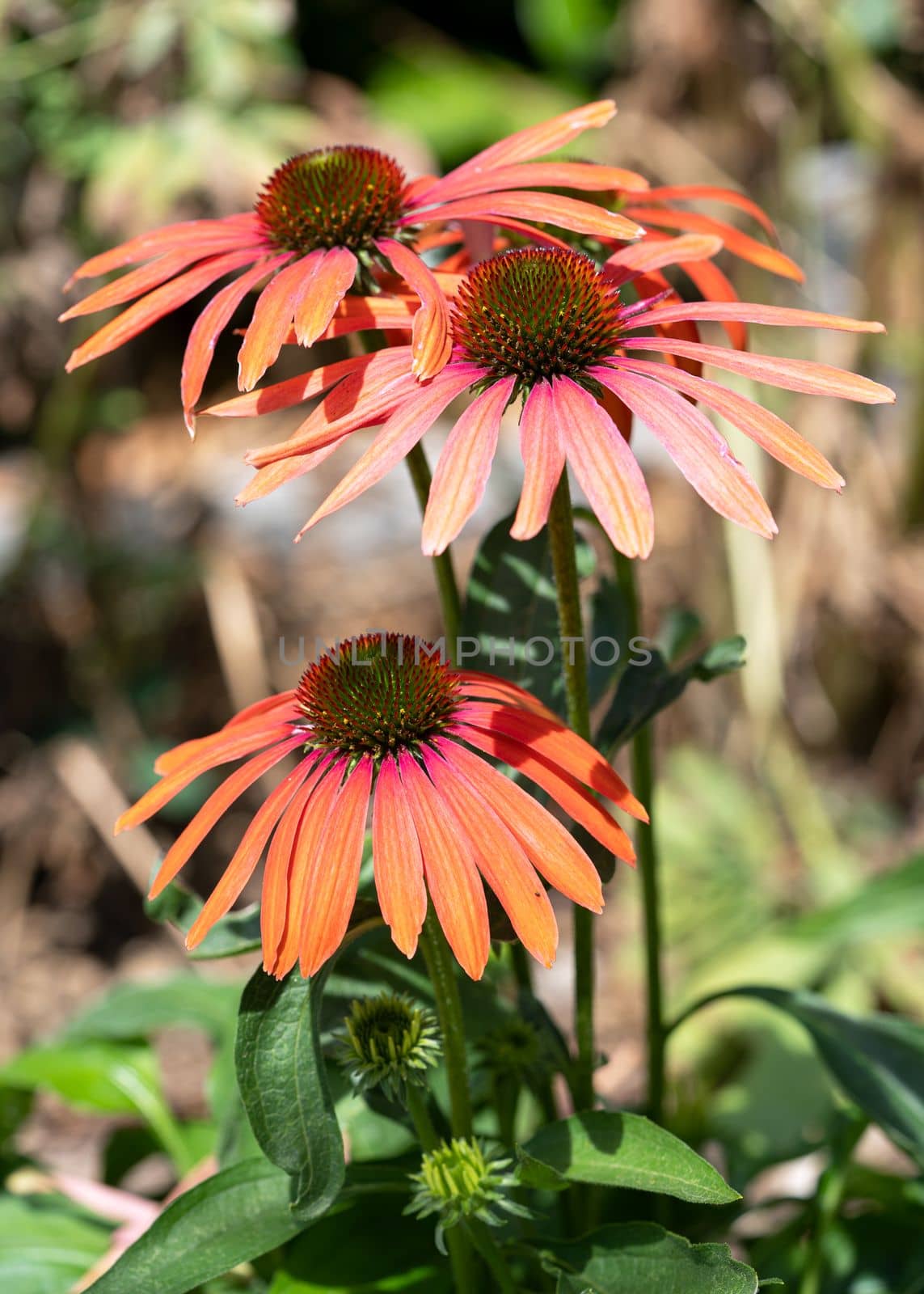 Coneflower, Echinacea purpurea by alfotokunst