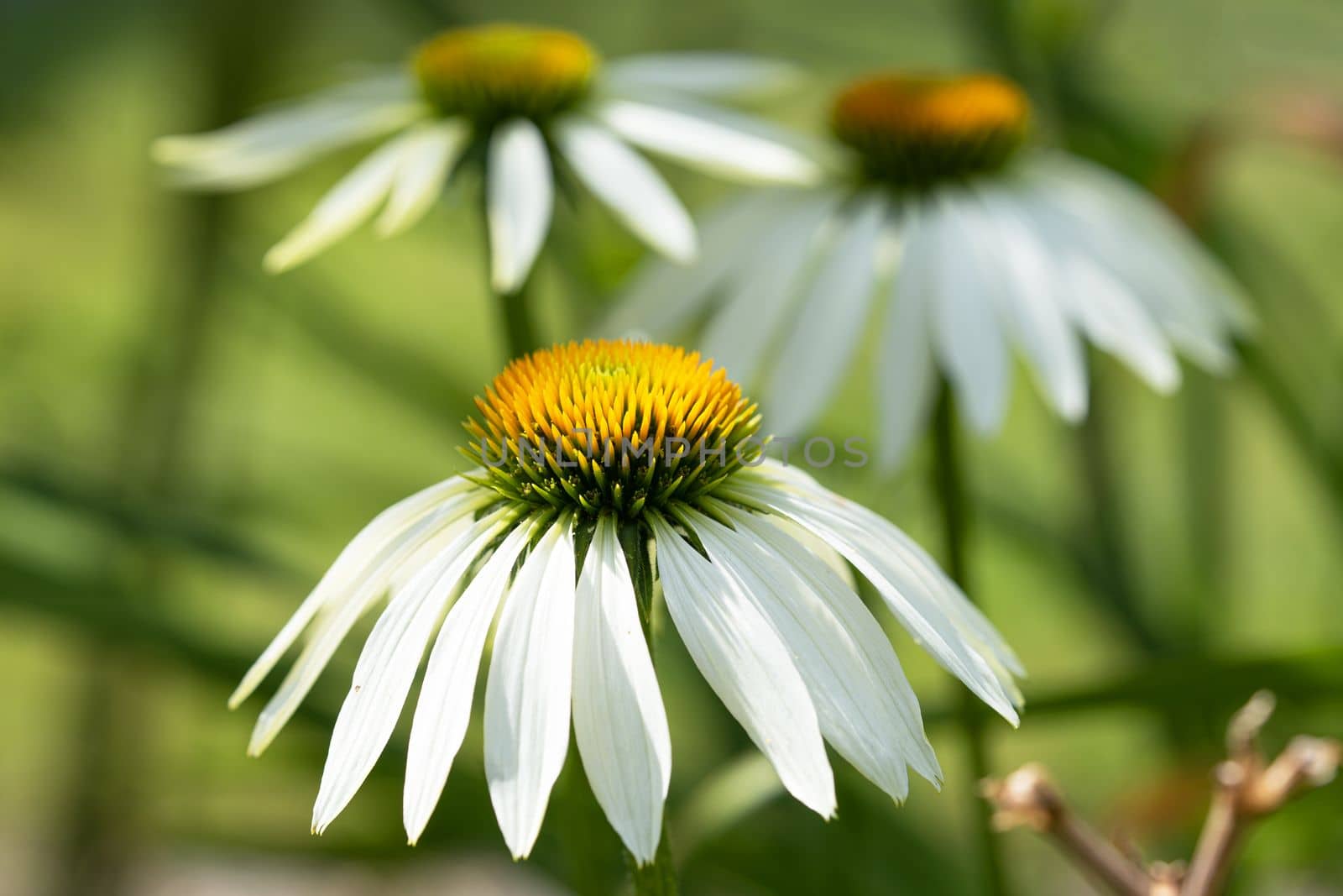 Coneflower (Echinacea purpurea), flowers of summer