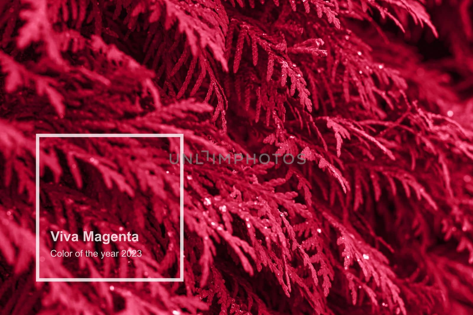 Viva magenta color leaf texture, nature monochrom background. Color of the year 2023. High quality photo