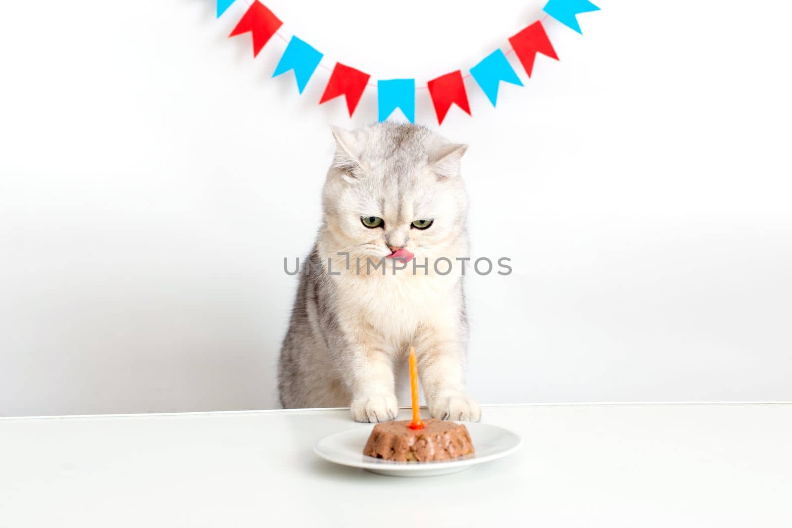 A funny white cat in a yellow paper cap sits at a white table with a canned cat cake with a candle and licks his lips. Copy space