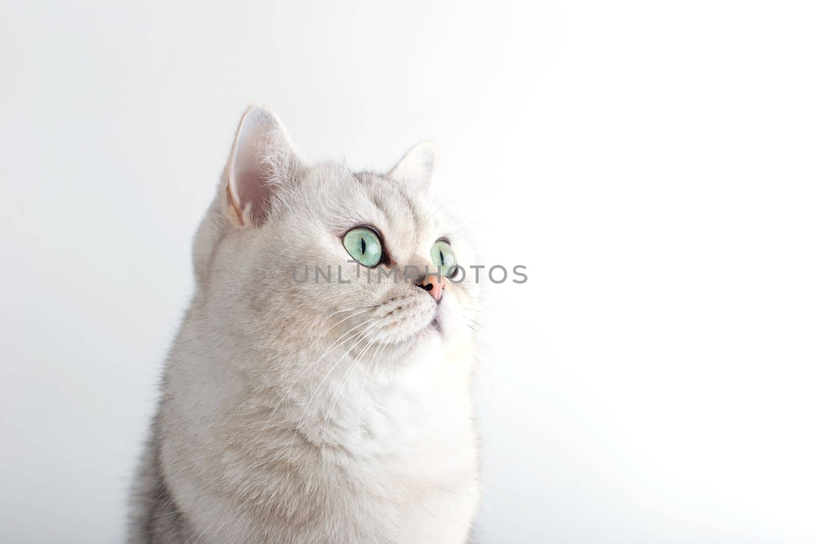 Portrait of a white British cat with green eyes on a white background looks to the side. copy space