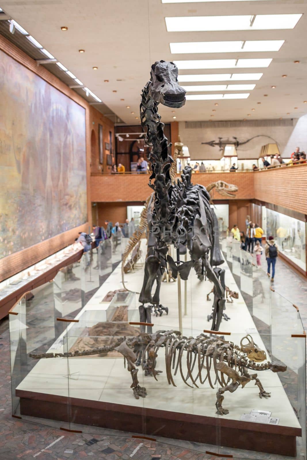 20.11. 2022, Moscow, Russia, Yu.A. Orlov Paleontological Museum, Tricerapers Dinosaur Skeleton. Tyrannosaurus rex skull, Giant Dinosaur. T-rex skeleton