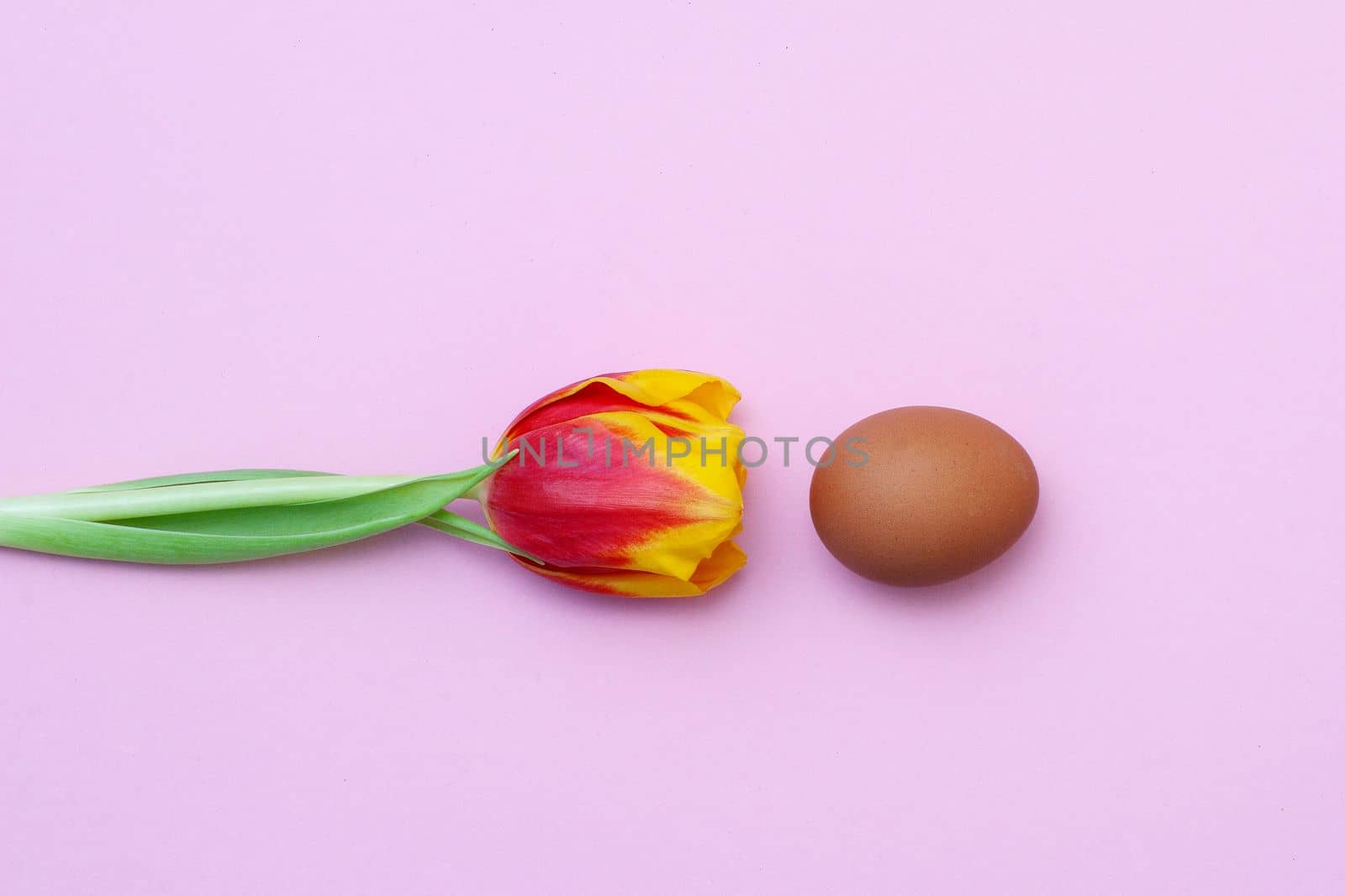 Top view of tulip and chicken egg on pink background. by gelog67