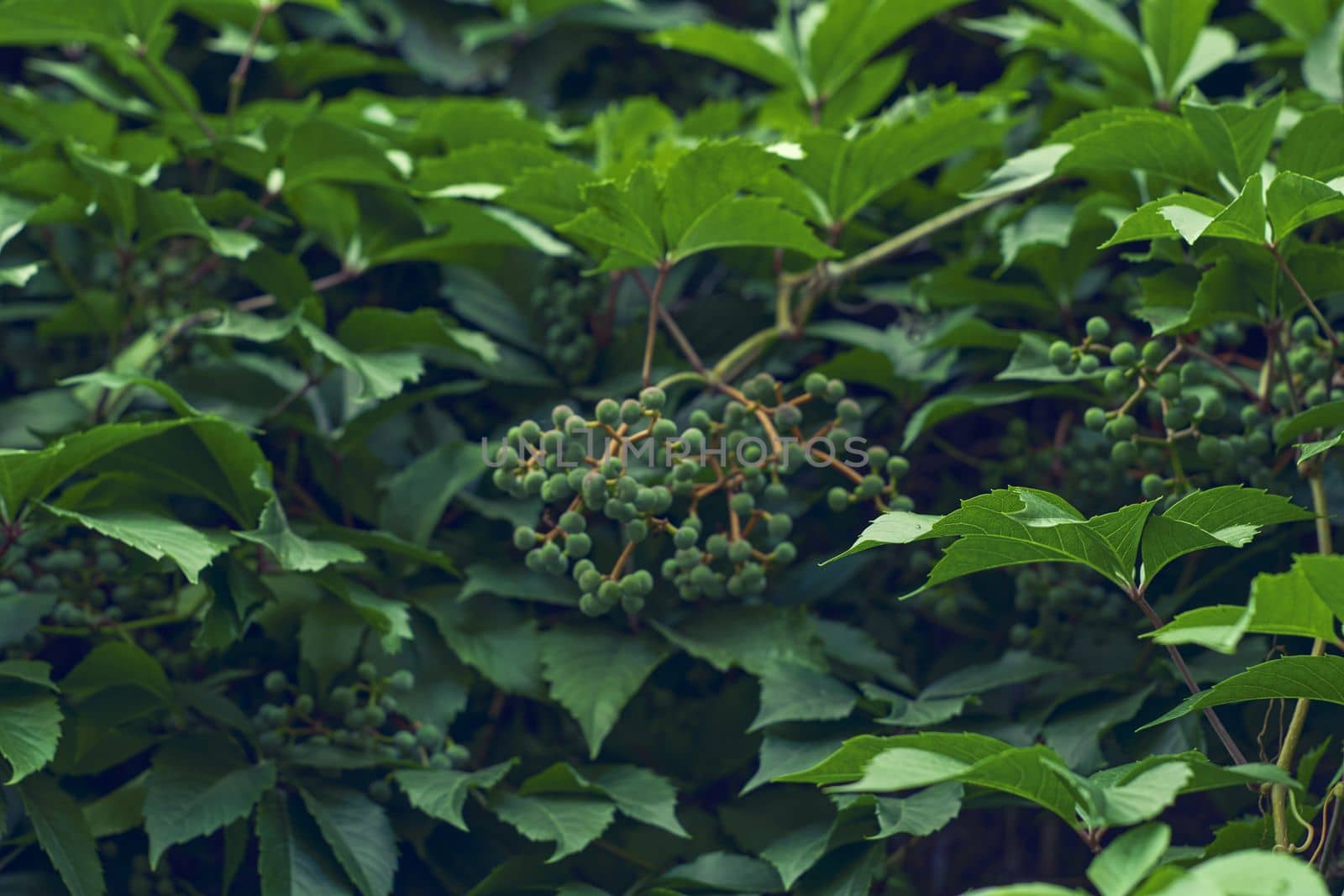 Parthenocissus leaves green natural background. High quality photo