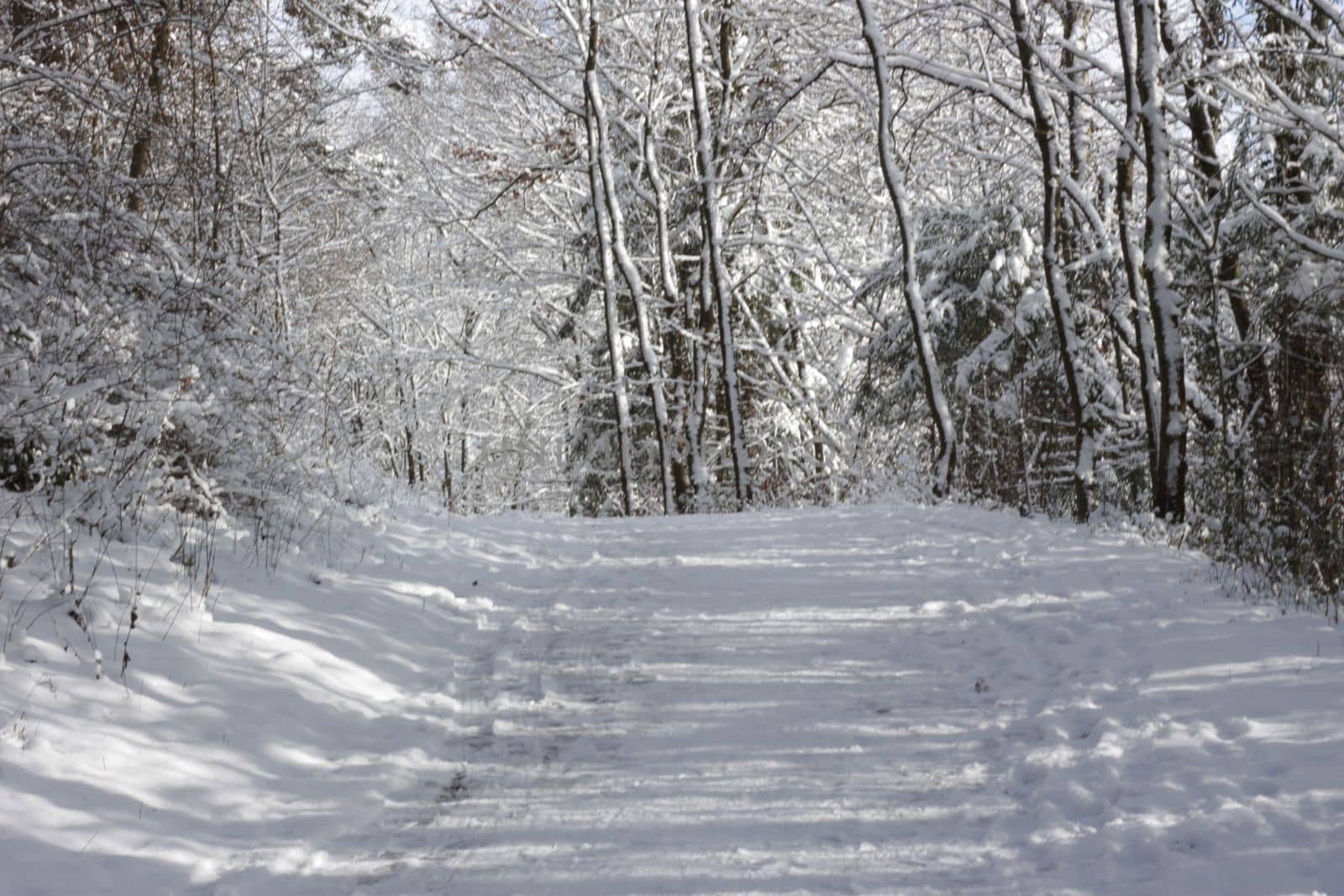 a road in a forest or park covered with snow in winter along with surrounding bushes and trees and Christmas trees in Germany Europe. High quality photo