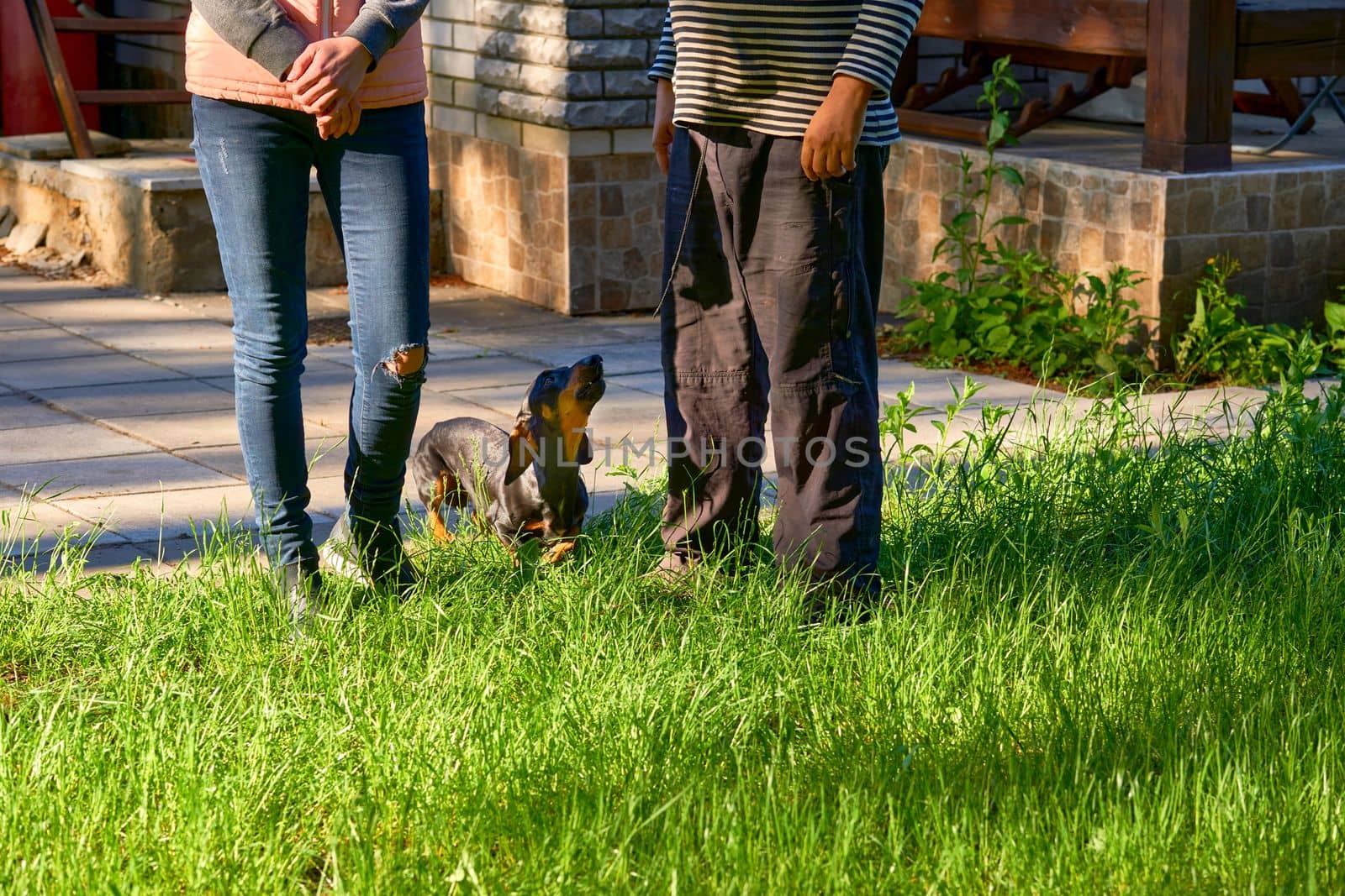 a domesticated carnivorous mammal that typically has a long snout, an acute sense of smell, nonretractable claws. Faithful dog dachshund with his owner and mistress in the yard during cleaning.
