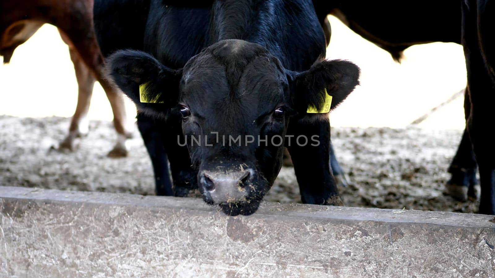 close-up. young bull chews hay. flies fly around. Row of cows, big black purebred, breeding bulls eat hay. agriculture livestock farm or ranch. a large cowshed, barn. High quality photo