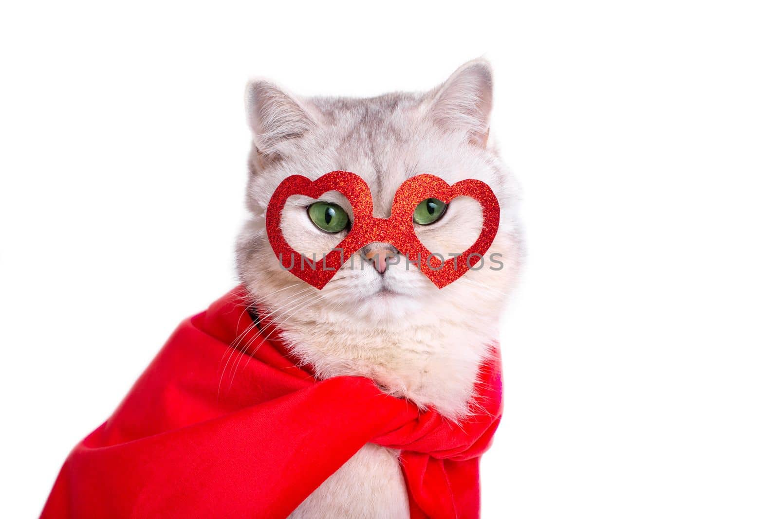 Portrait of a cute white cat in a red mask in the form of hearts and a red cape. Close up. Copy space